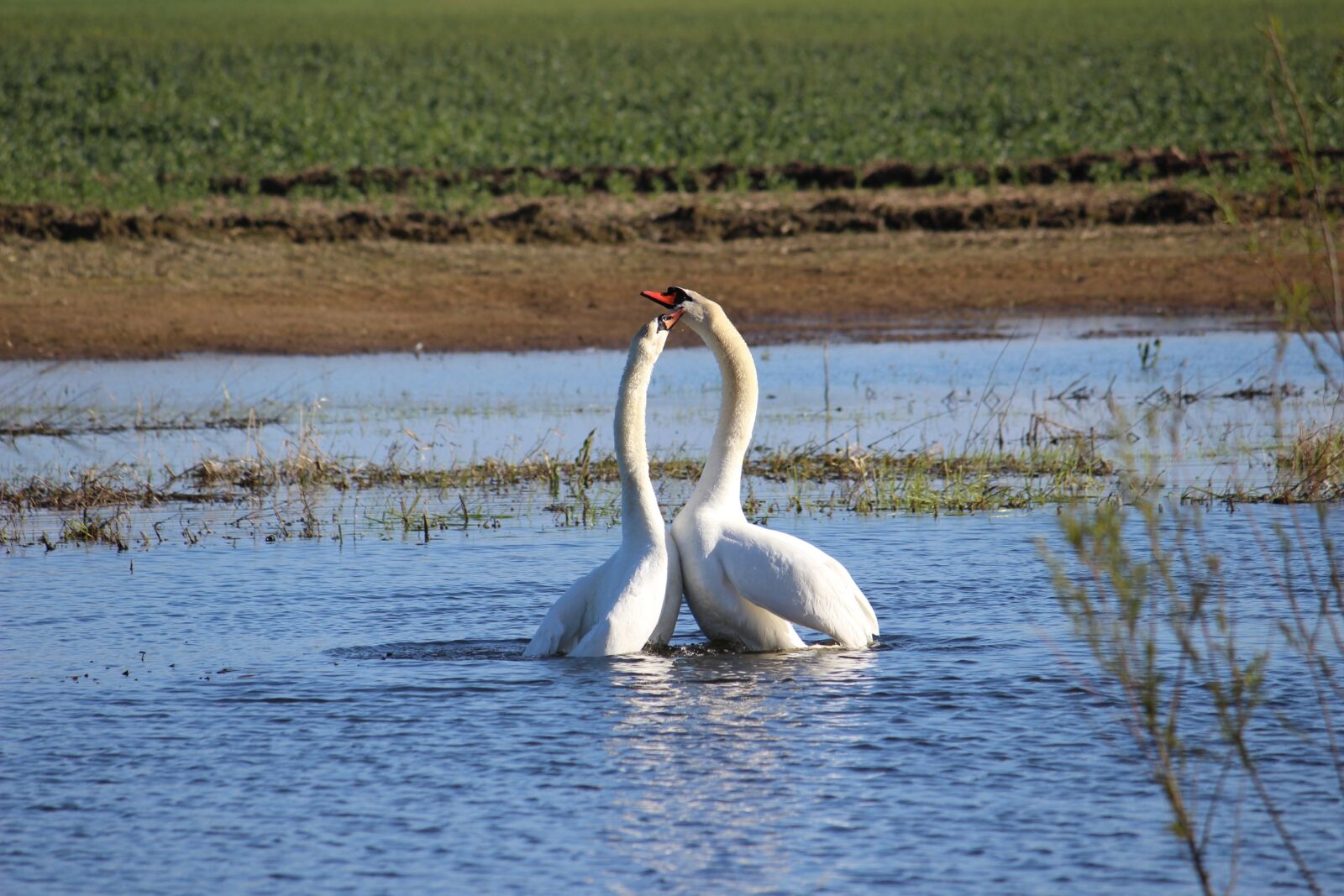 Canon EOS 600D (Rebel EOS T3i / EOS Kiss X5) sample photo. Swan, couple, love photography