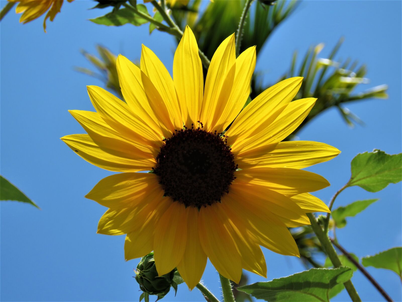 Canon PowerShot SX60 HS sample photo. Nature, flora, flower photography