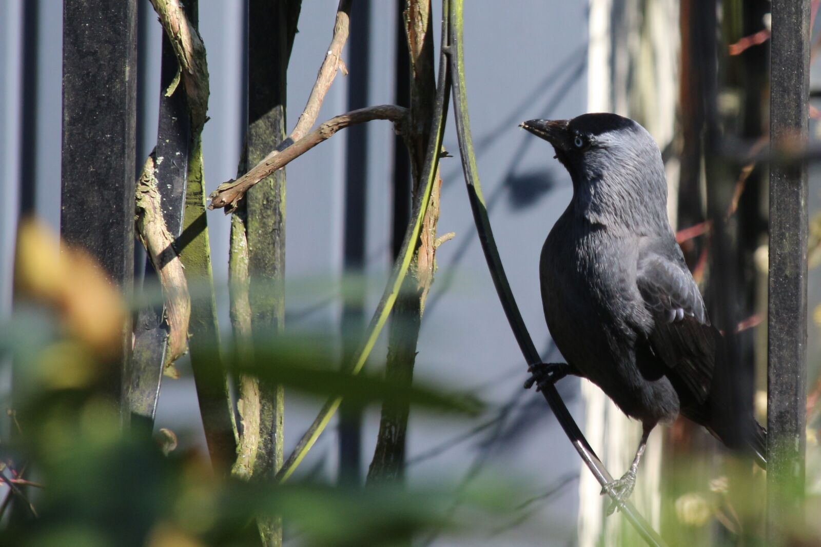 Canon EOS 700D (EOS Rebel T5i / EOS Kiss X7i) sample photo. Bird, animal, nature photography