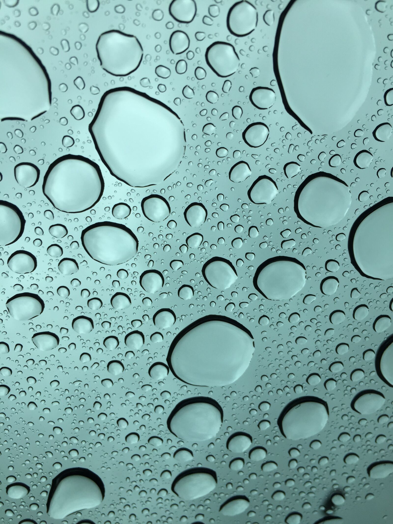 iPhone 6 back camera 4.15mm f/2.2 sample photo. Drip, dew, rain photography