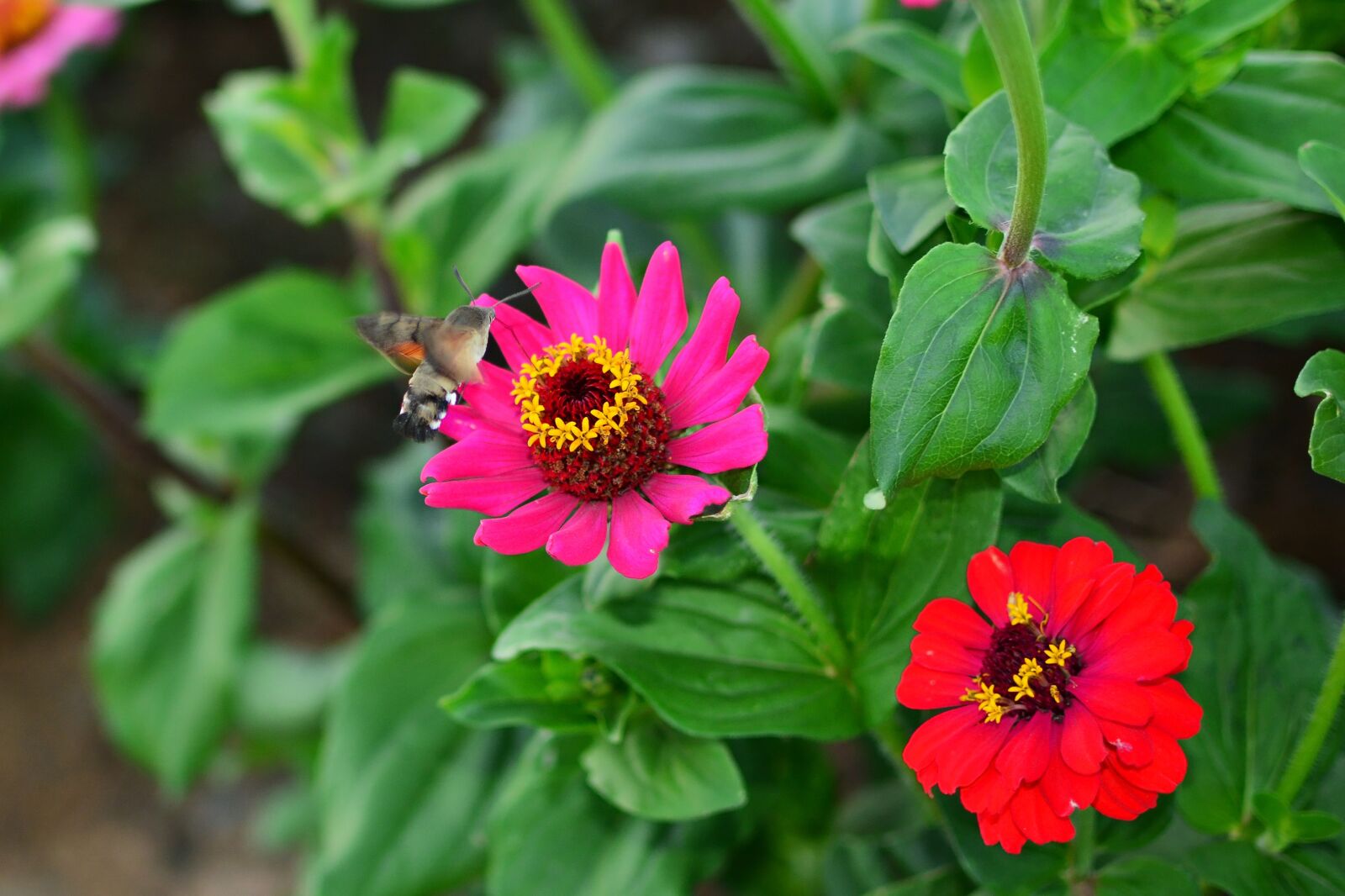 Nikon D7100 sample photo. Dream park, incheon, crape photography