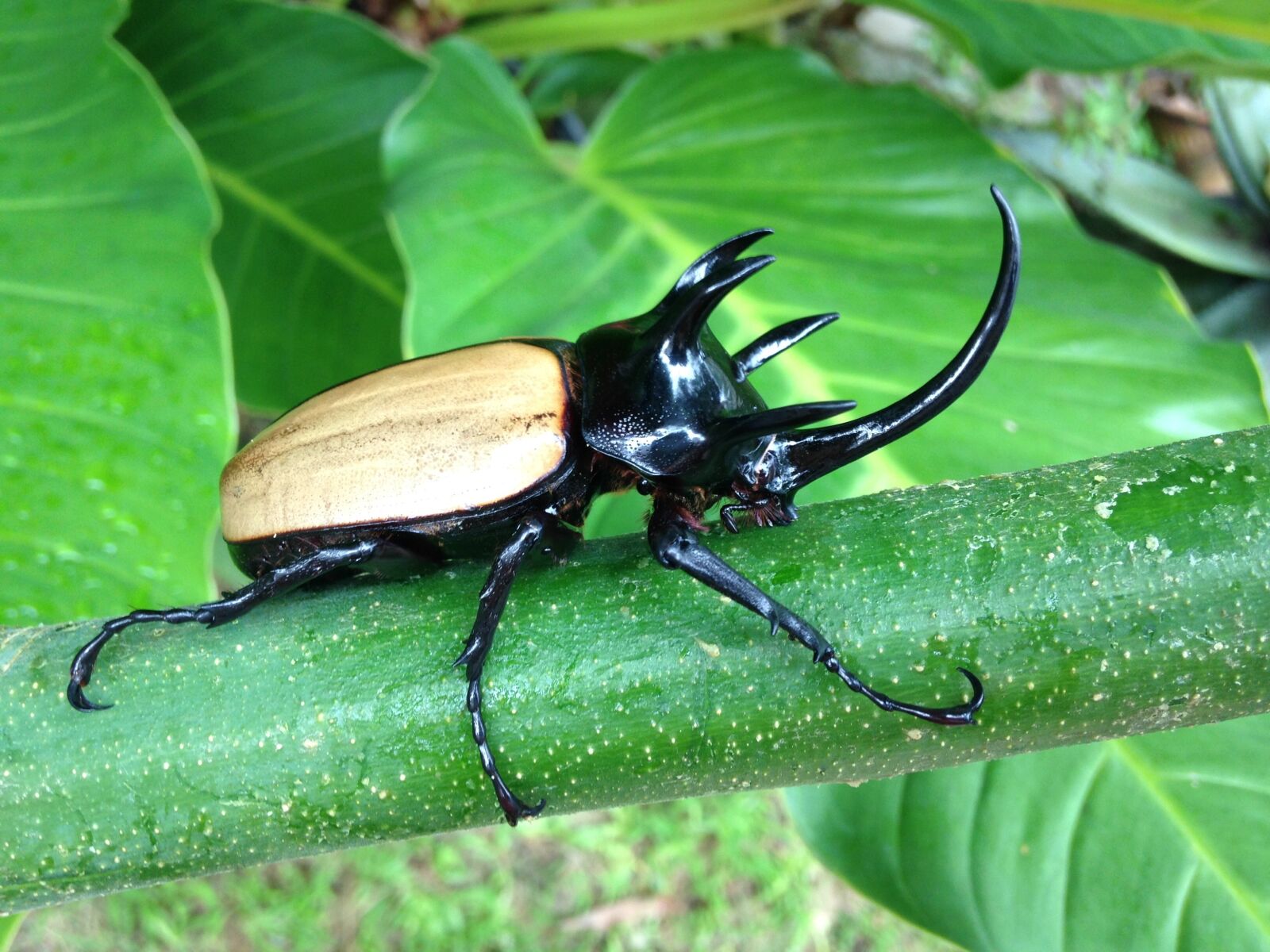 iPhone 5 back camera 4.12mm f/2.4 sample photo. Bugs, horn, rhino photography