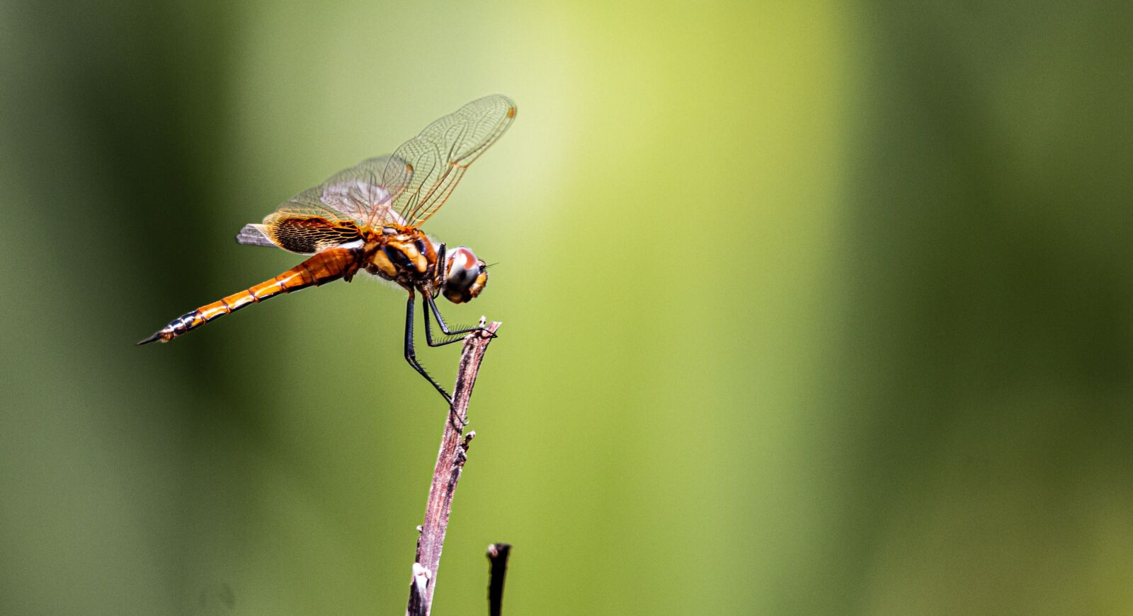Tamron SP 150-600mm F5-6.3 Di VC USD G2 sample photo. Insects, wildlife, nature photography