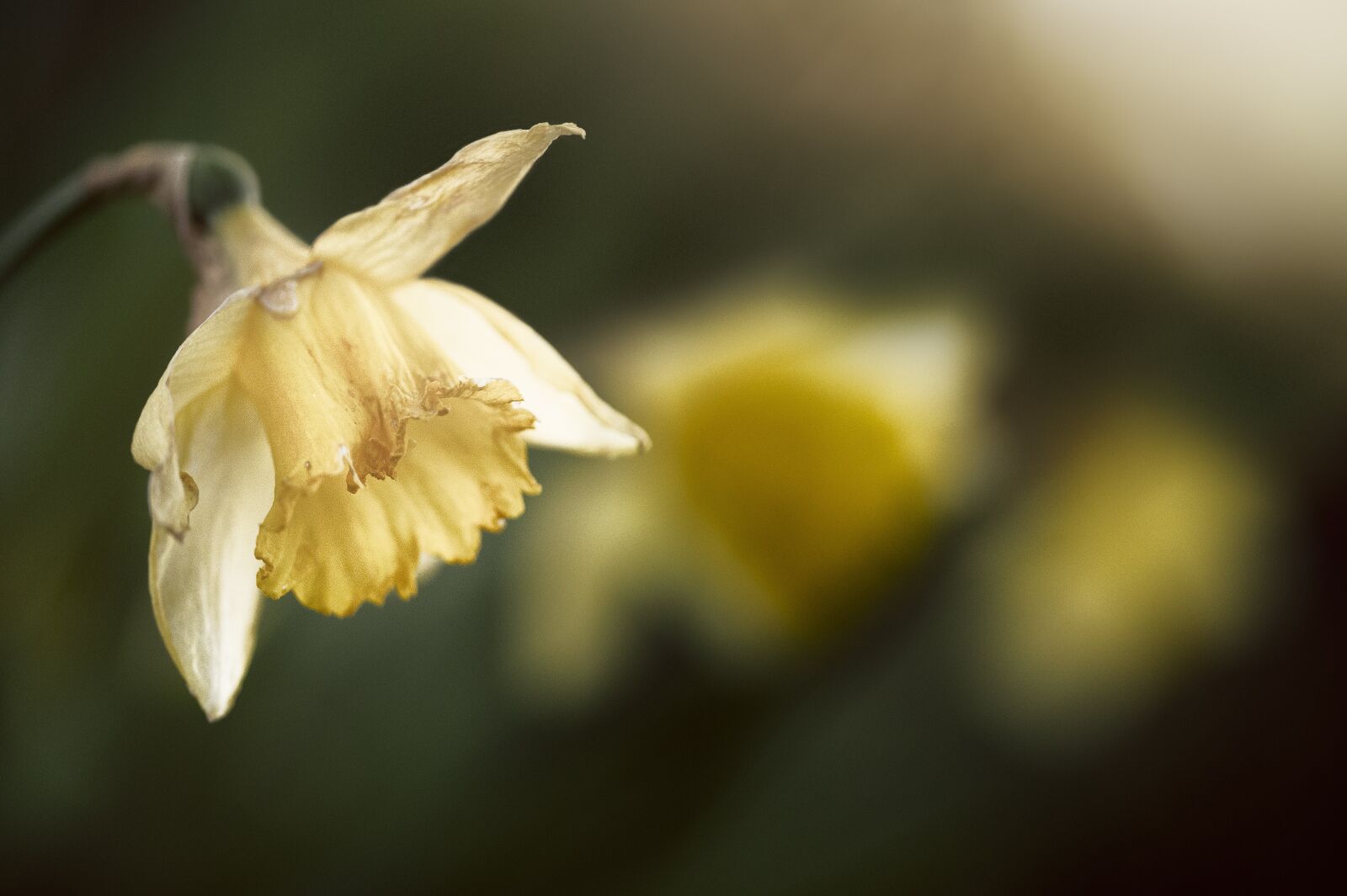 Nikon Z6 sample photo. Garden, plant, flower photography