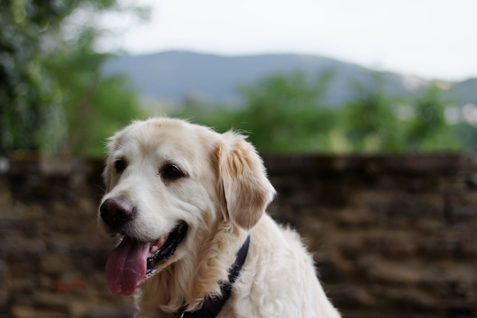 Canon EOS 60D sample photo. Dog, golden retriever, pet photography