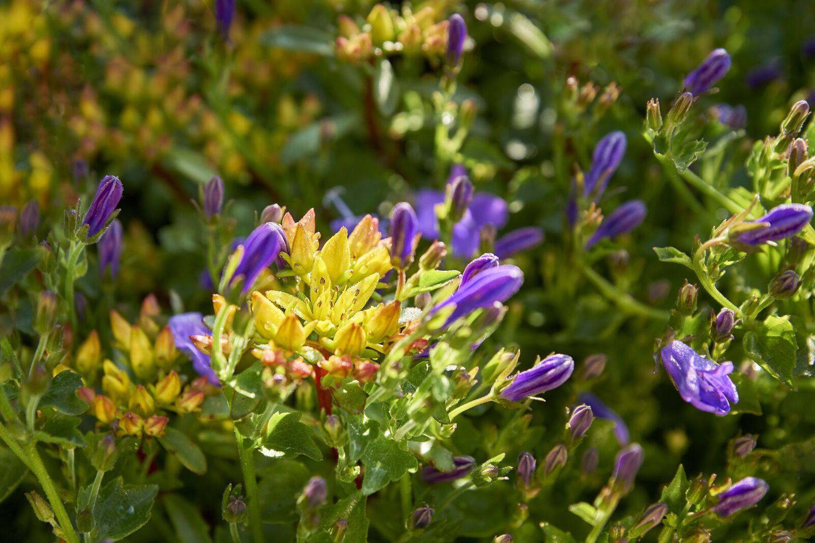 Sony ILCA-77M2 + Sony DT 16-50mm F2.8 SSM sample photo. Garden, water, nature photography