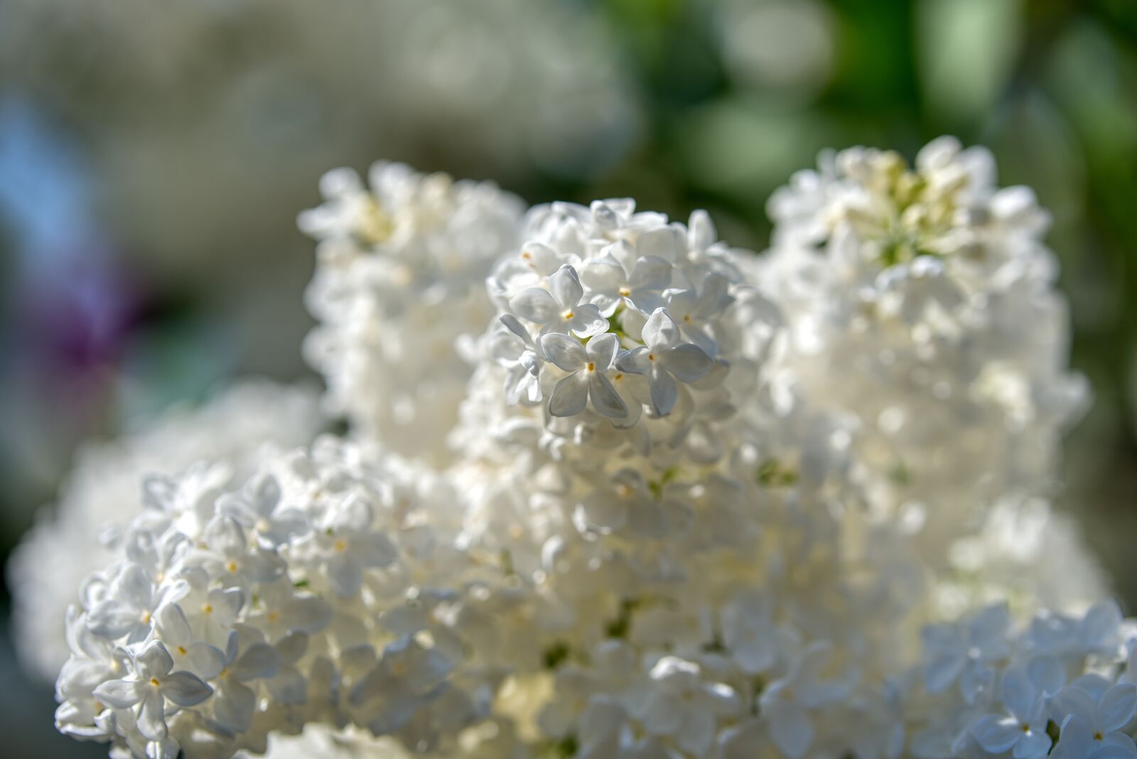 Nikon D750 sample photo. Lilac, olive crop, white photography