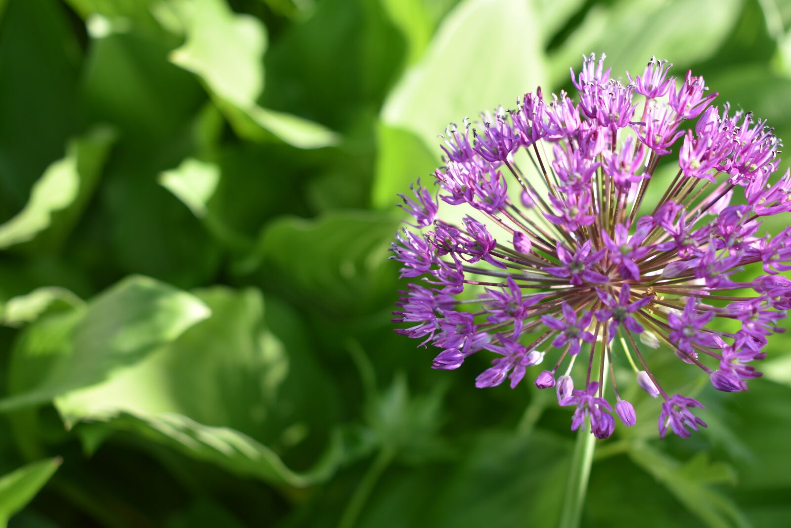 Nikon D3400 sample photo. Purple, flower, violet photography