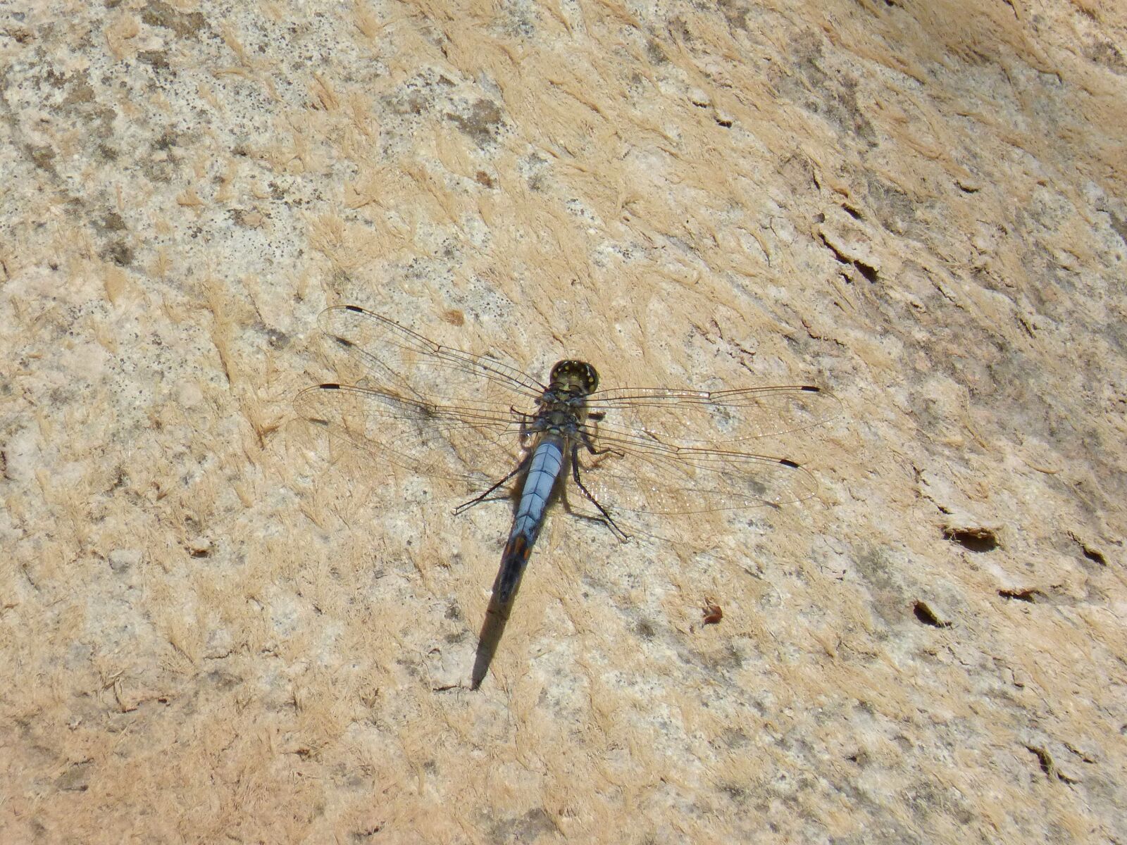 Panasonic DMC-FZ62 sample photo. Dragonfly, blue dragonfly, parot photography