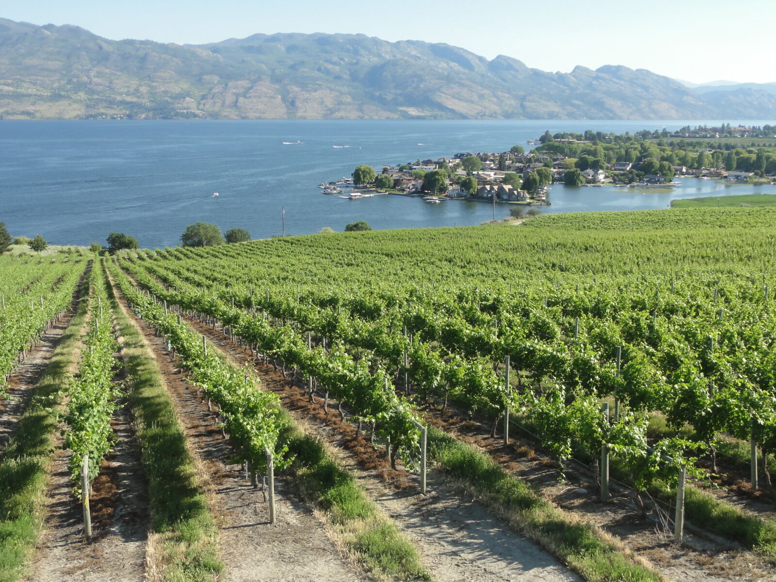 Sony DSC-HX5V sample photo. Lakeview, okanagan, winery photography