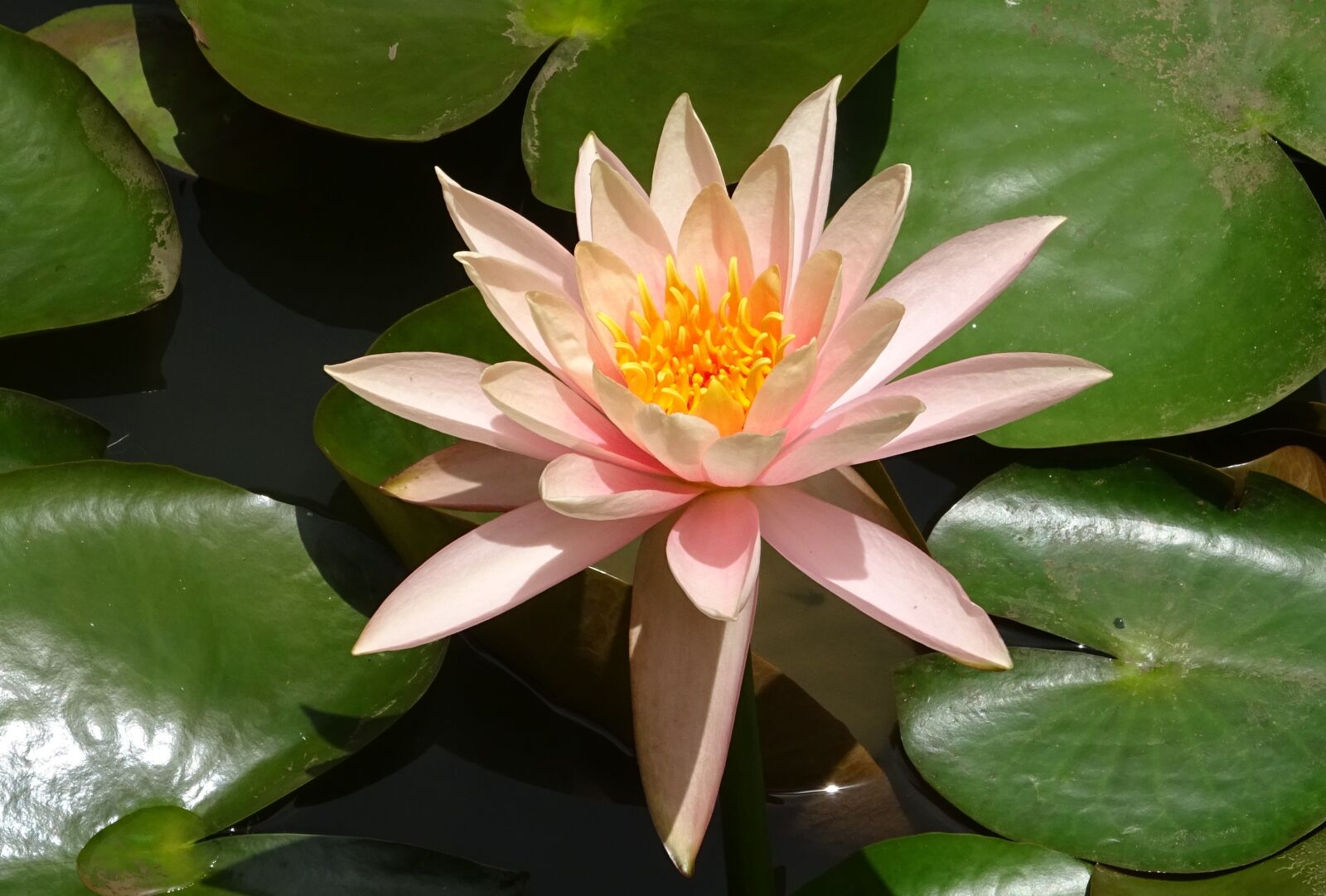Sony DSC-HX60V sample photo. Flower, water lily, nymphaea photography