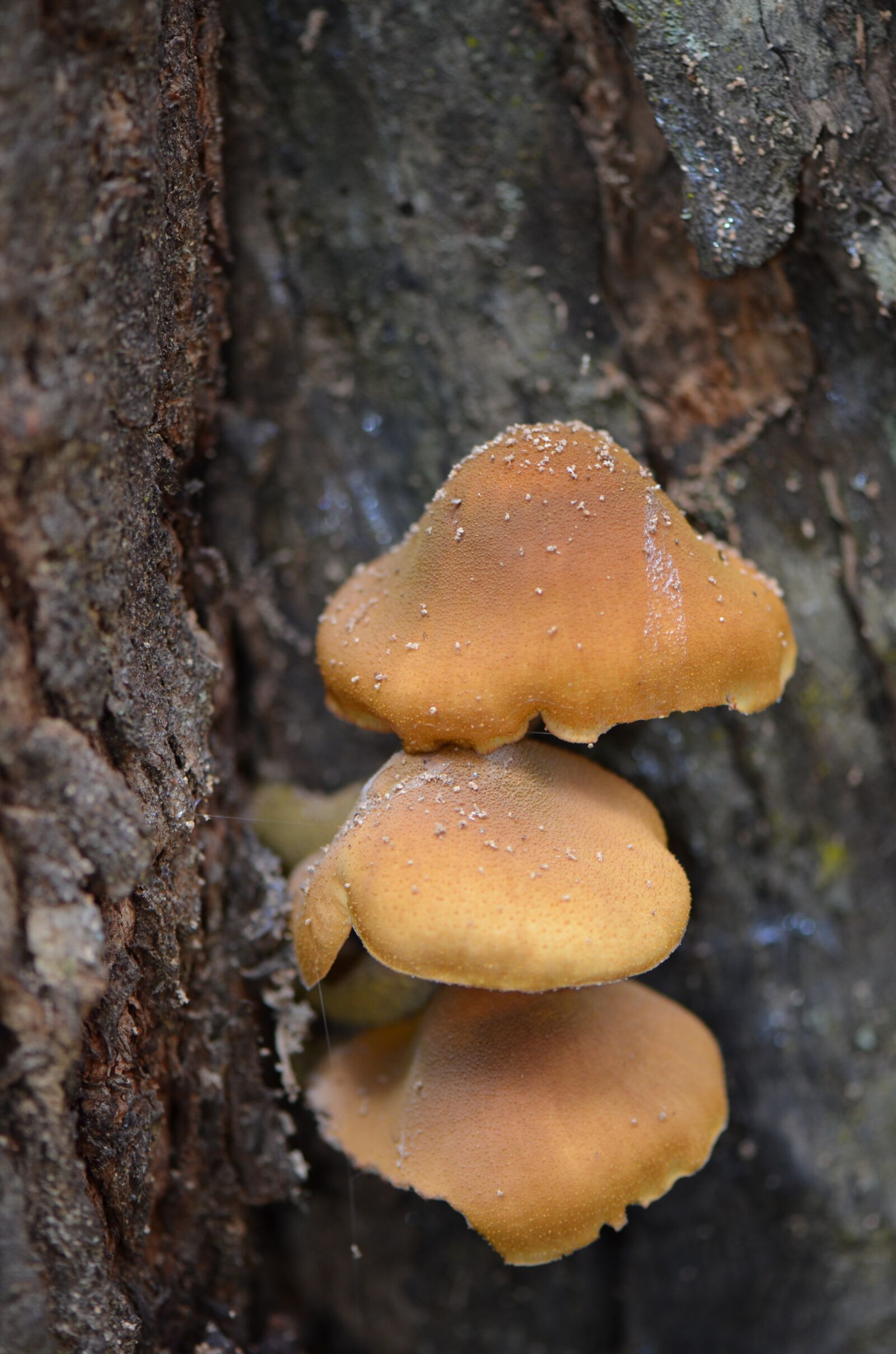 Nikon D7000 sample photo. Mushroom, natural, forest photography