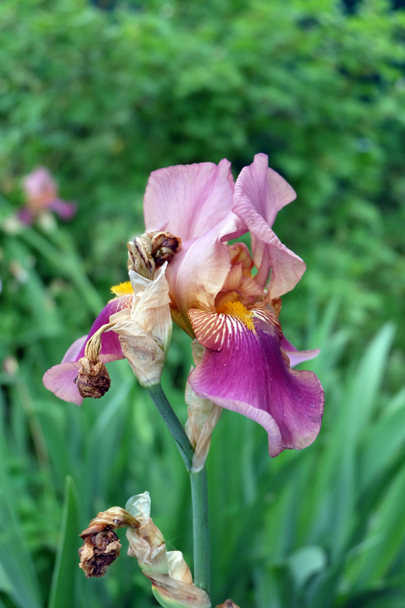 Fujifilm X-A2 sample photo. Iris, flower, bloom photography
