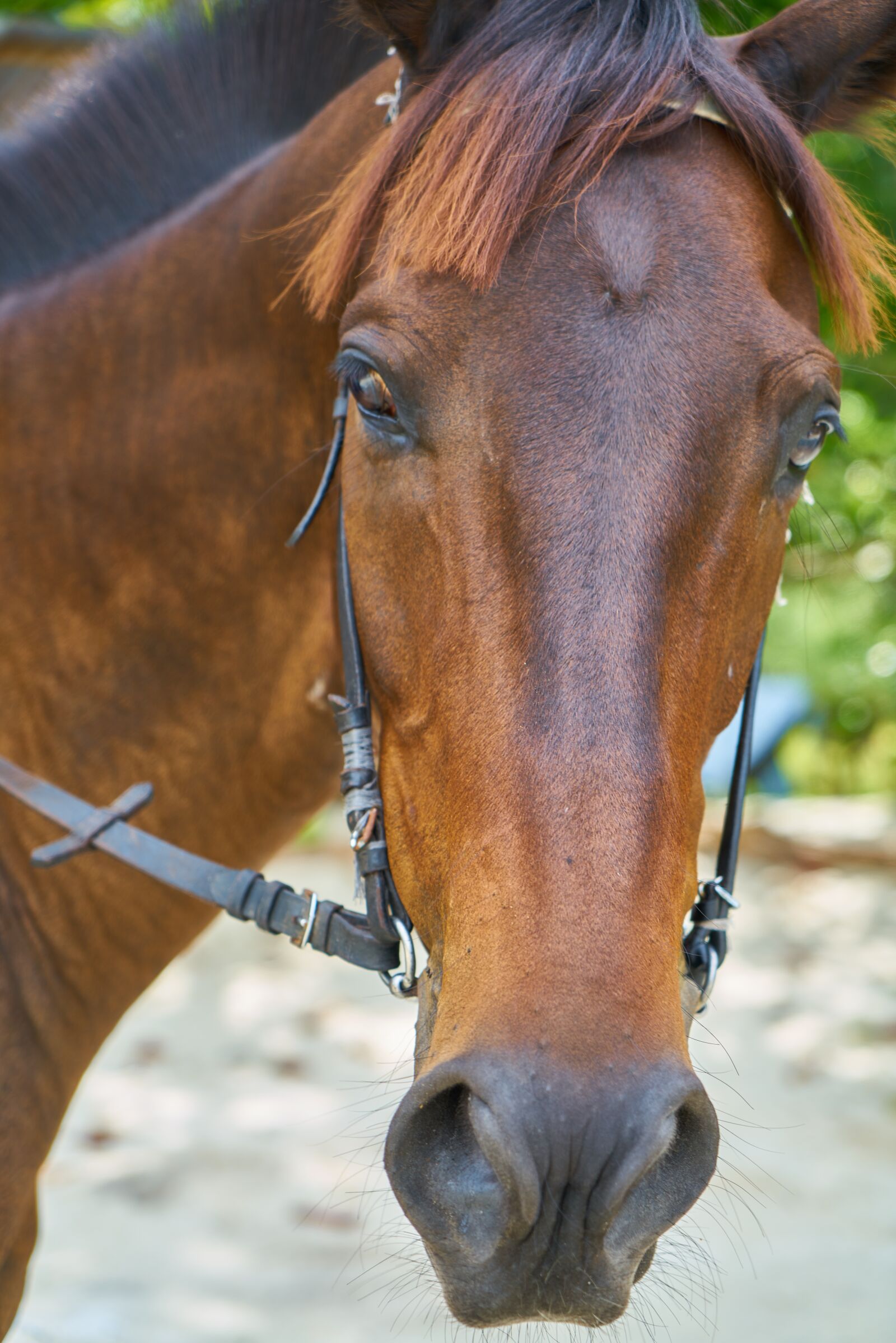 Sony a7R II sample photo. Horse, animal, nature photography