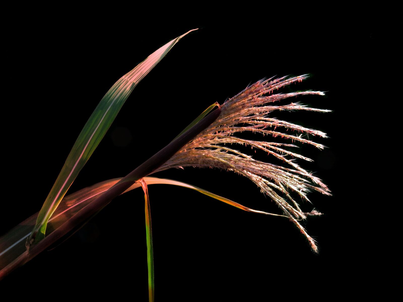 Canon PowerShot G15 sample photo. Porcupine grass, zebra grass photography