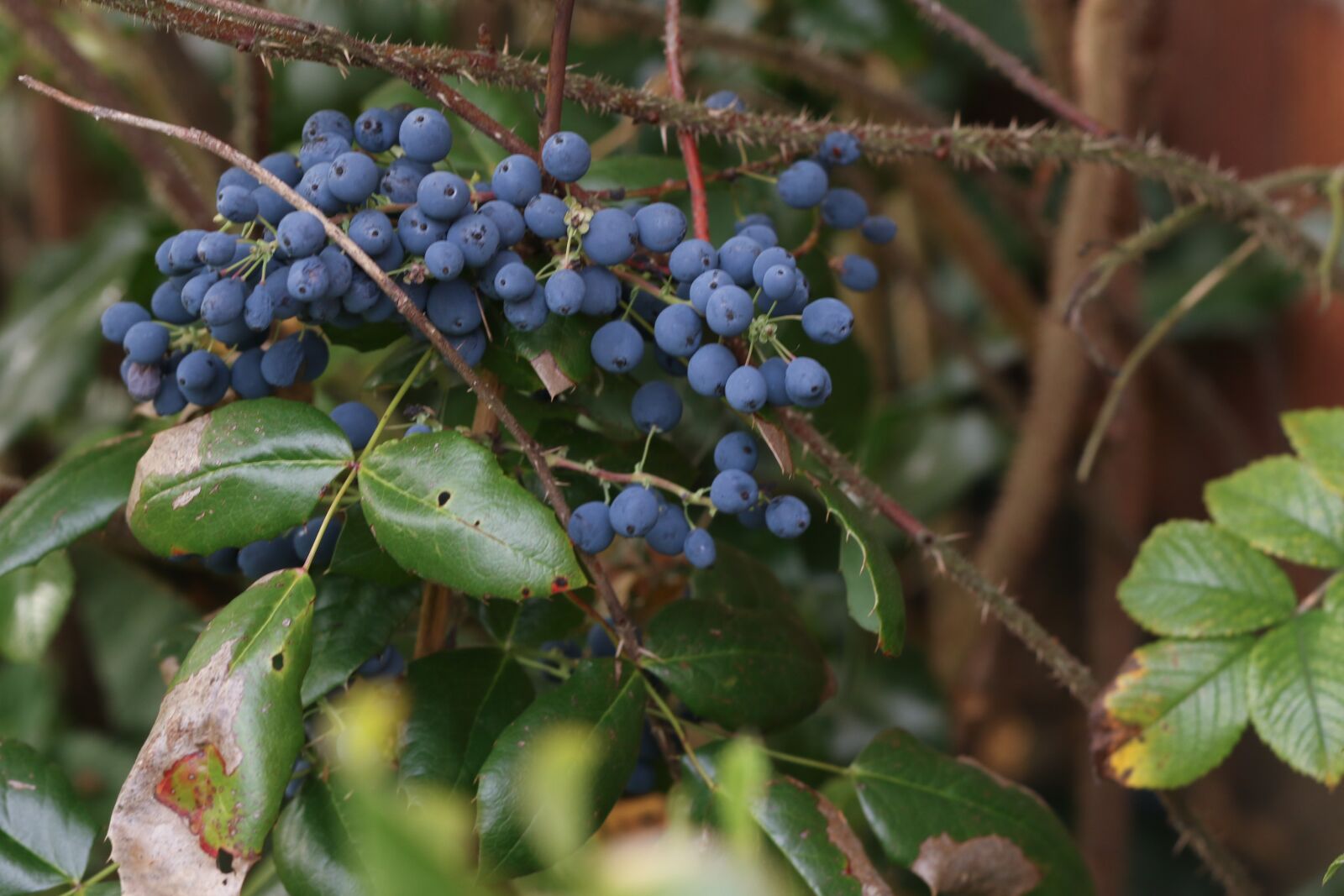 Canon EOS 7D Mark II sample photo. Berry, blue, nature photography