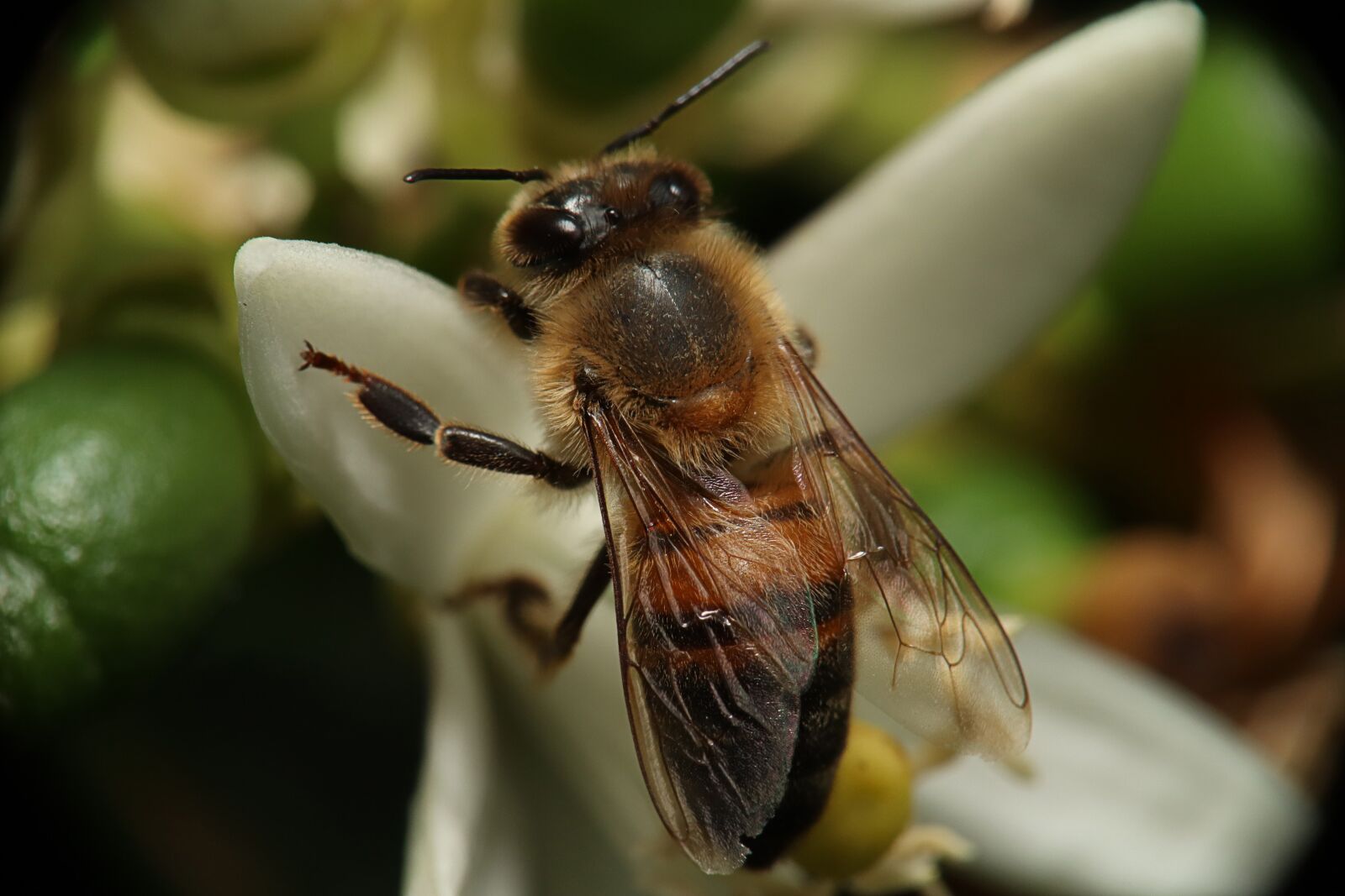 Canon EOS M50 (EOS Kiss M) sample photo. Bee, obrera, flower photography