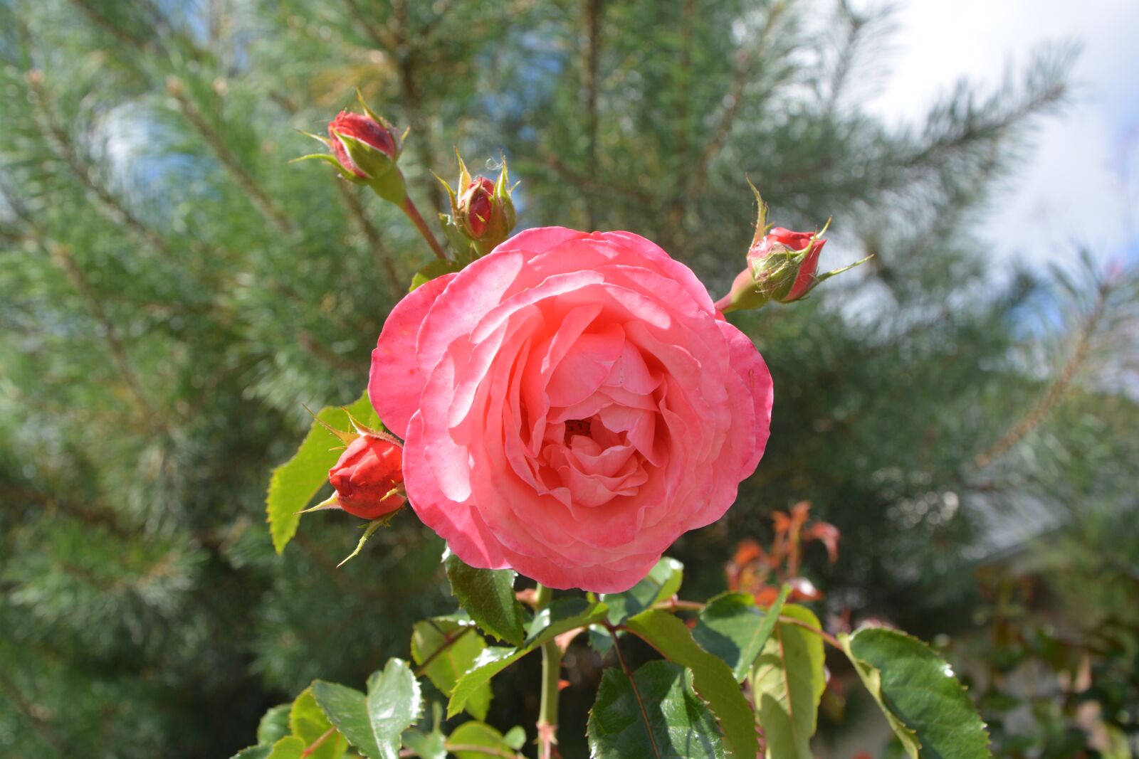 Nikon D5200 sample photo. Roses, rosebuds, petals photography