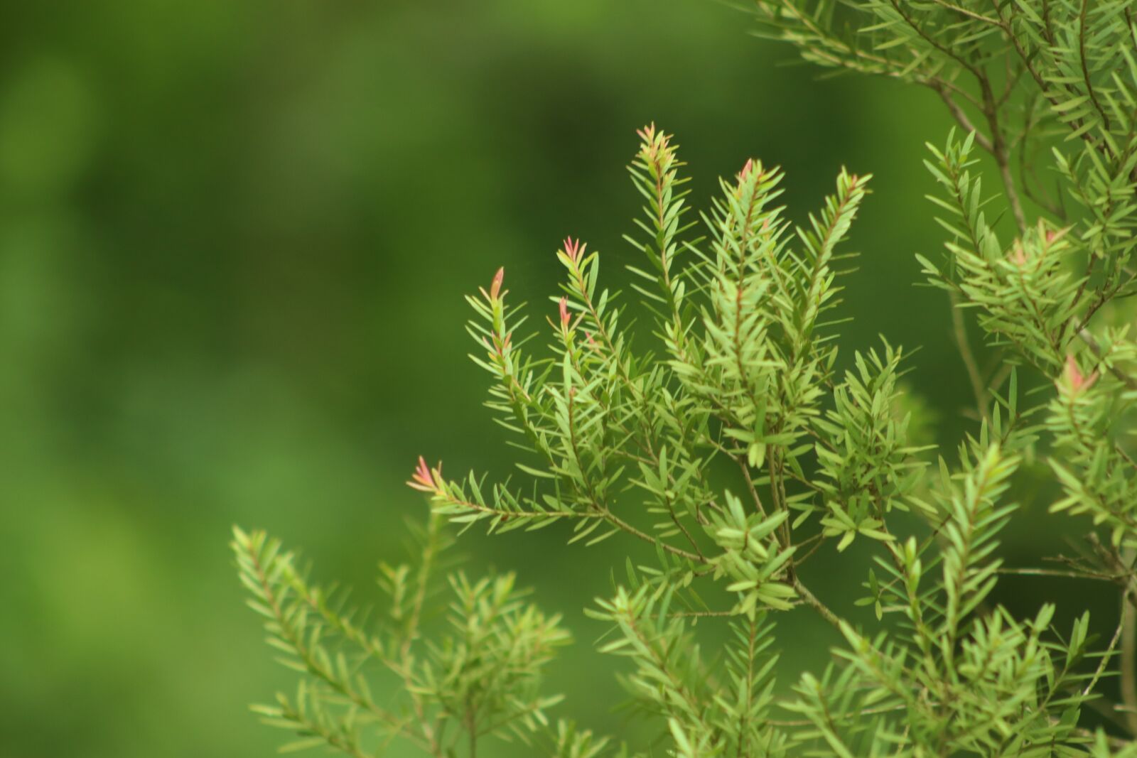 Canon EF75-300mm f/4-5.6 sample photo. Green, yellow, nature photography