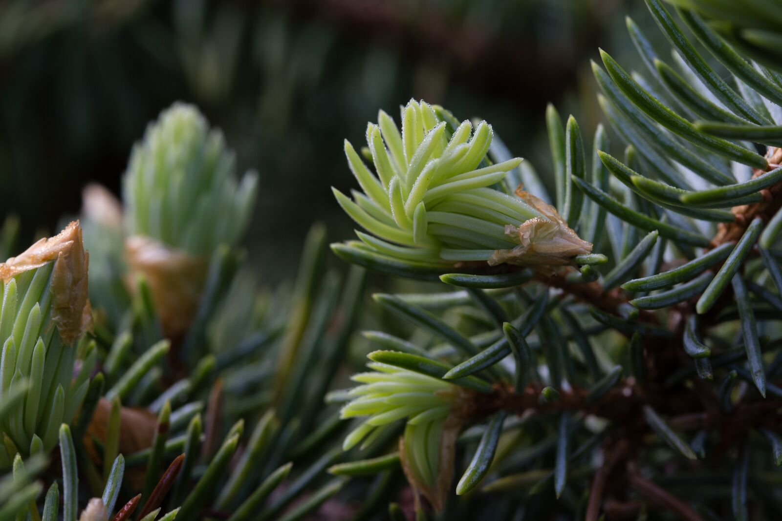 Canon EF-S 60mm F2.8 Macro USM sample photo. Forest, dawn, bud photography
