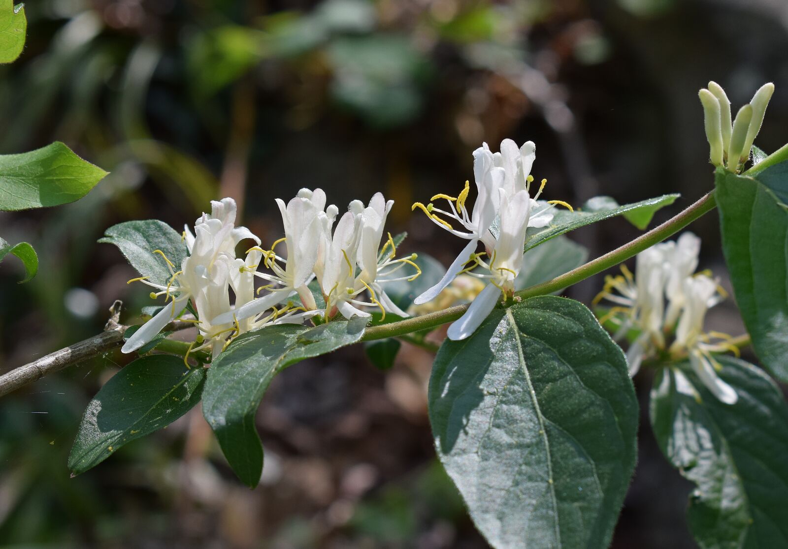 Nikon D3300 sample photo. Jasmine, flower, blossom photography