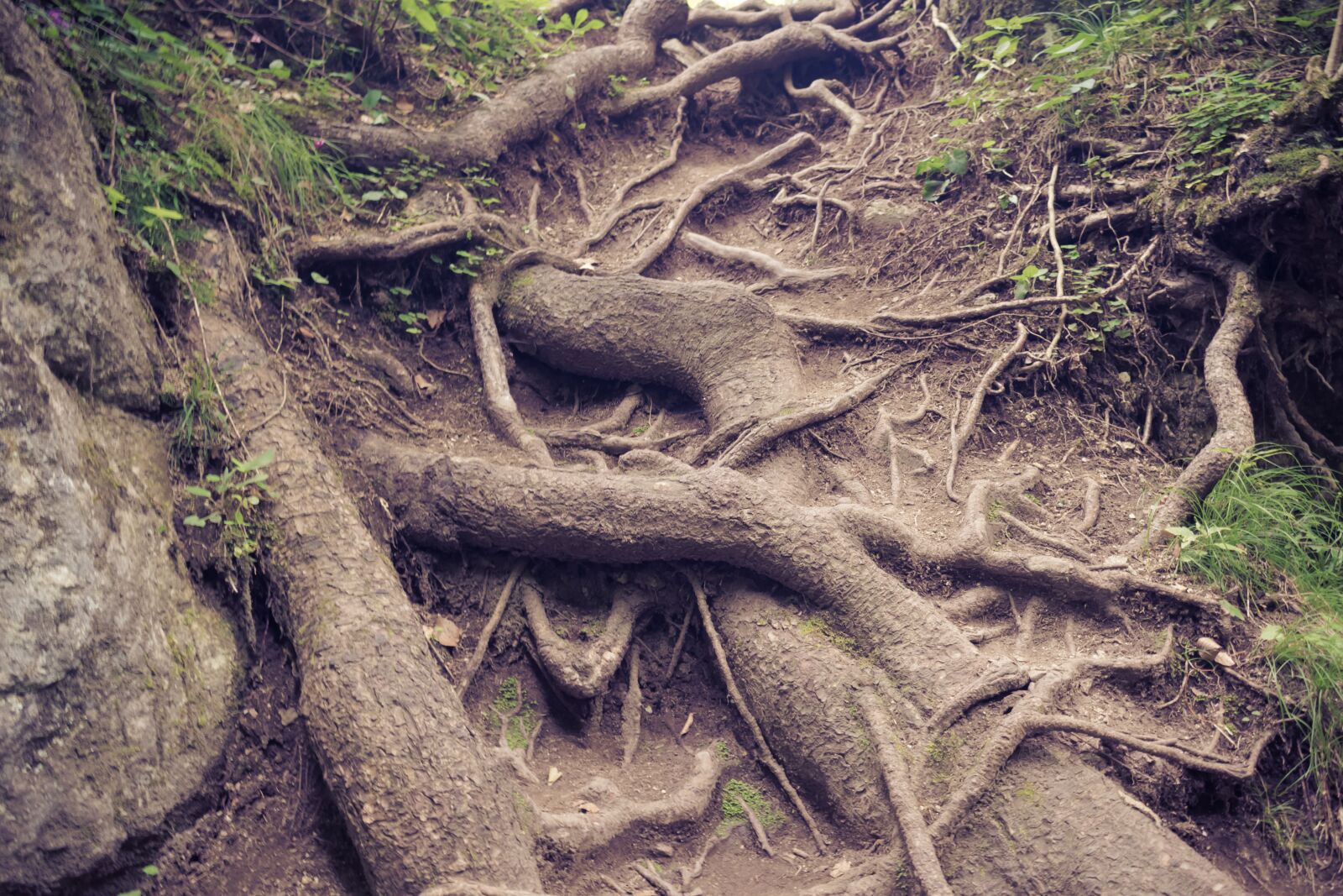 Nikon D3300 sample photo. Roots, trees, nature photography