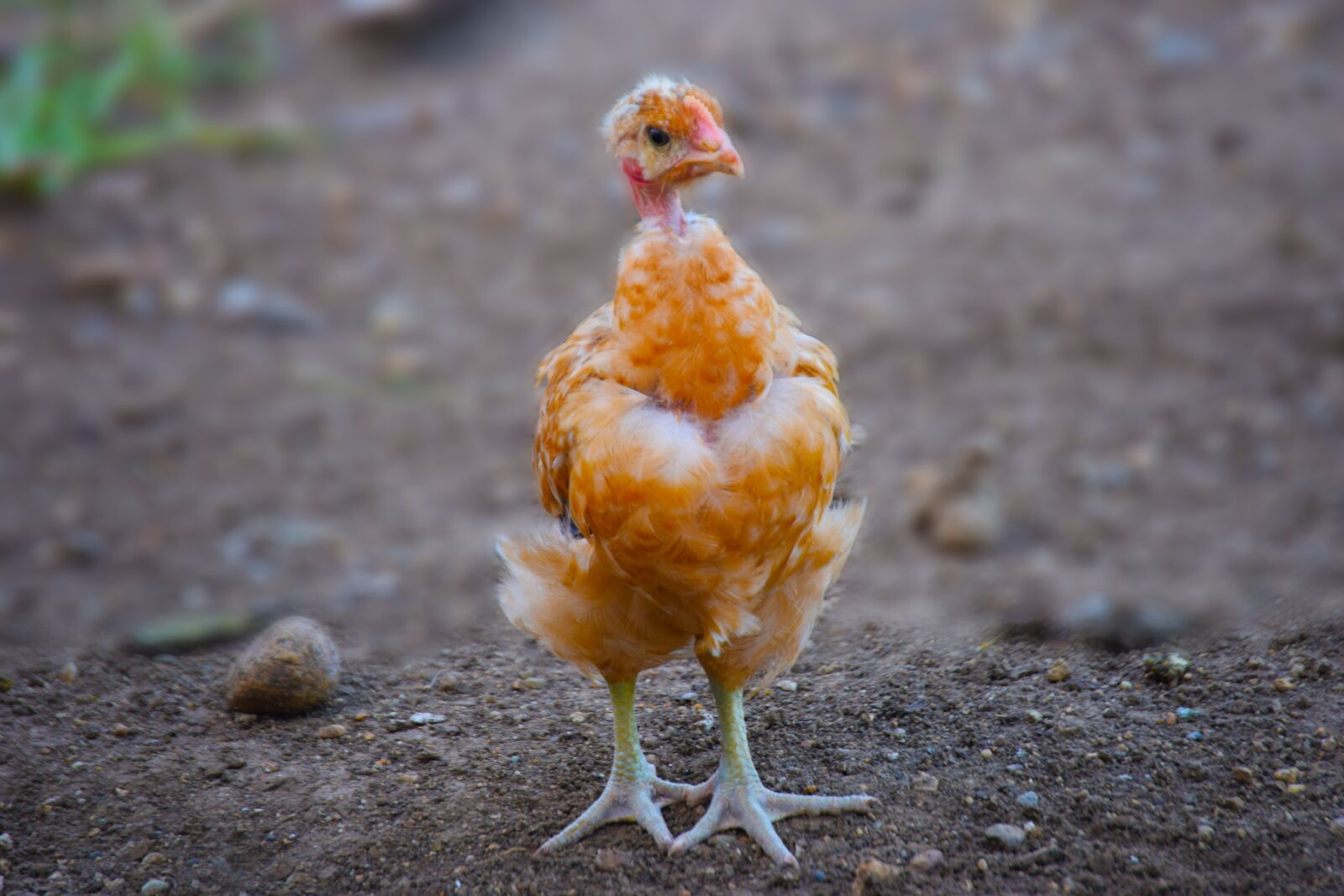 Nikon D5300 sample photo. Hen, birds, chicken photography