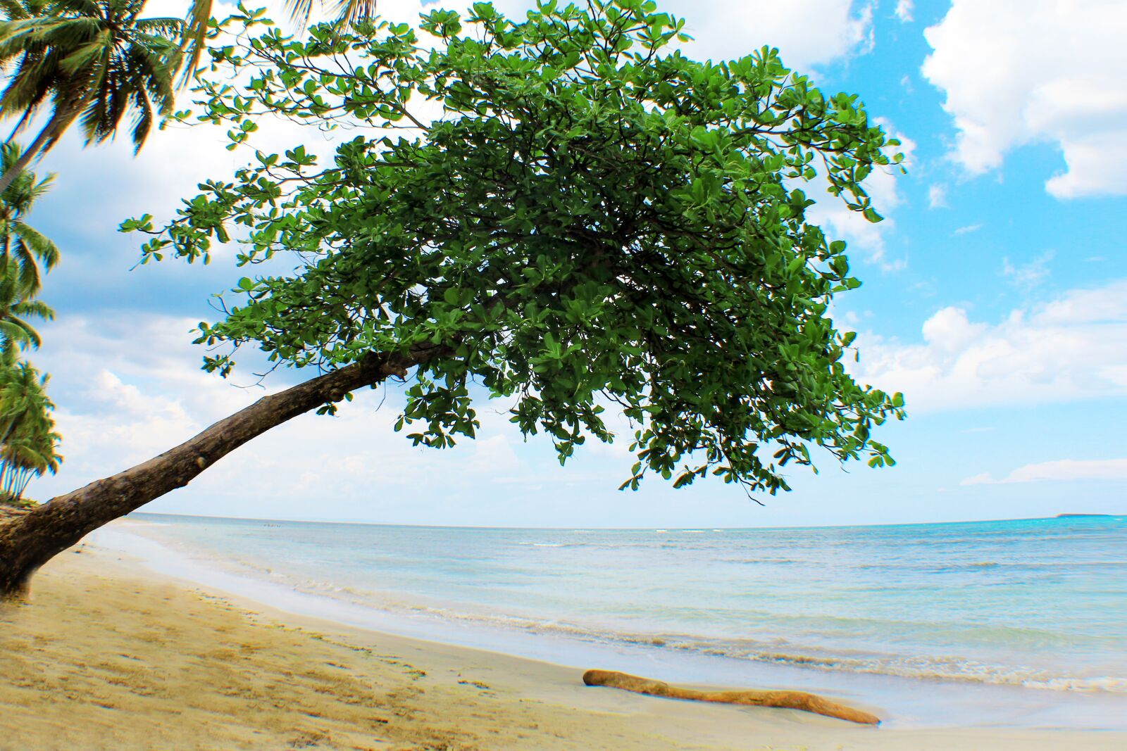 Canon EOS 550D (EOS Rebel T2i / EOS Kiss X4) sample photo. Tree, beach, landscape photography