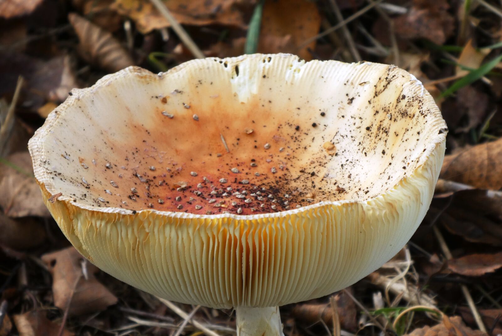 Panasonic Lumix DC-ZS70 (Lumix DC-TZ90) sample photo. Mushroom, mold, autumn photography