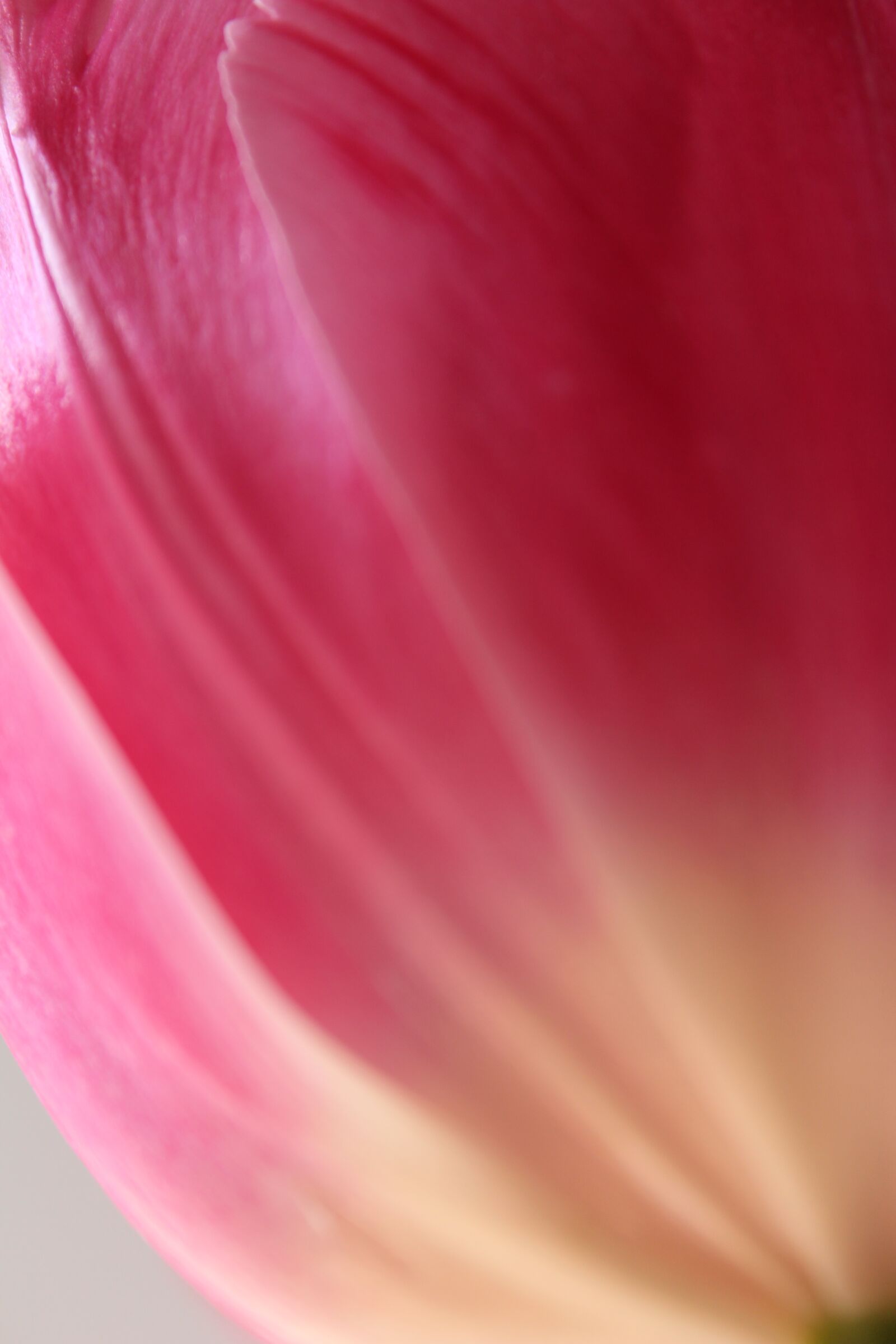 Canon EOS 650D (EOS Rebel T4i / EOS Kiss X6i) sample photo. Flower, tulip, nature photography