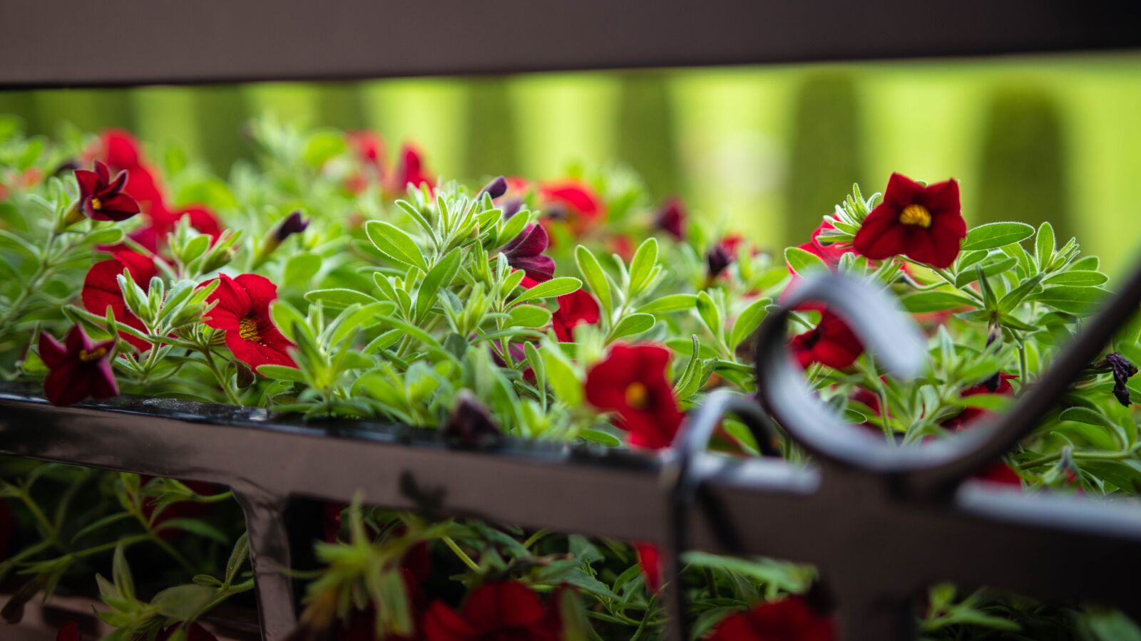 Canon 18-35mm F1.8 DC HSM | Art 013 sample photo. Flowers, green, summer photography