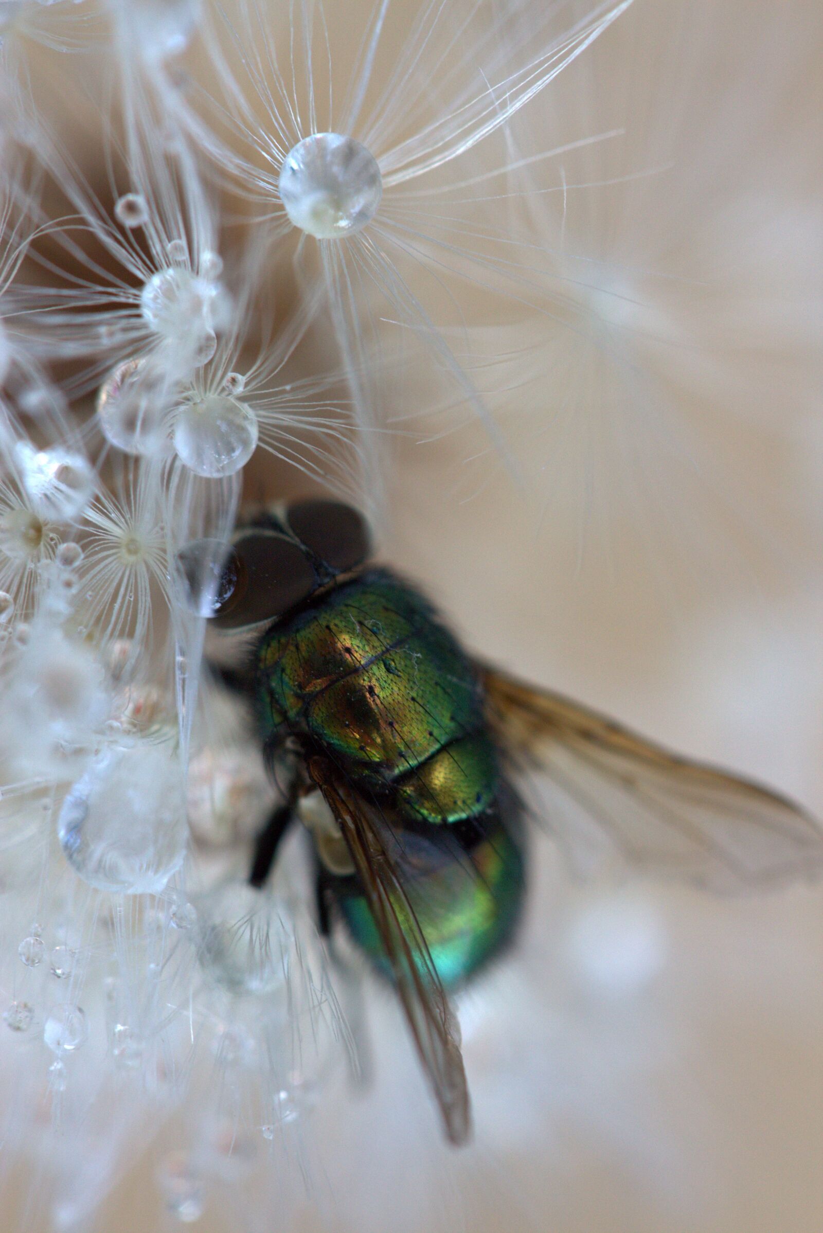 Canon EF-S 60mm F2.8 Macro USM sample photo. Fly, dandelion, drops photography