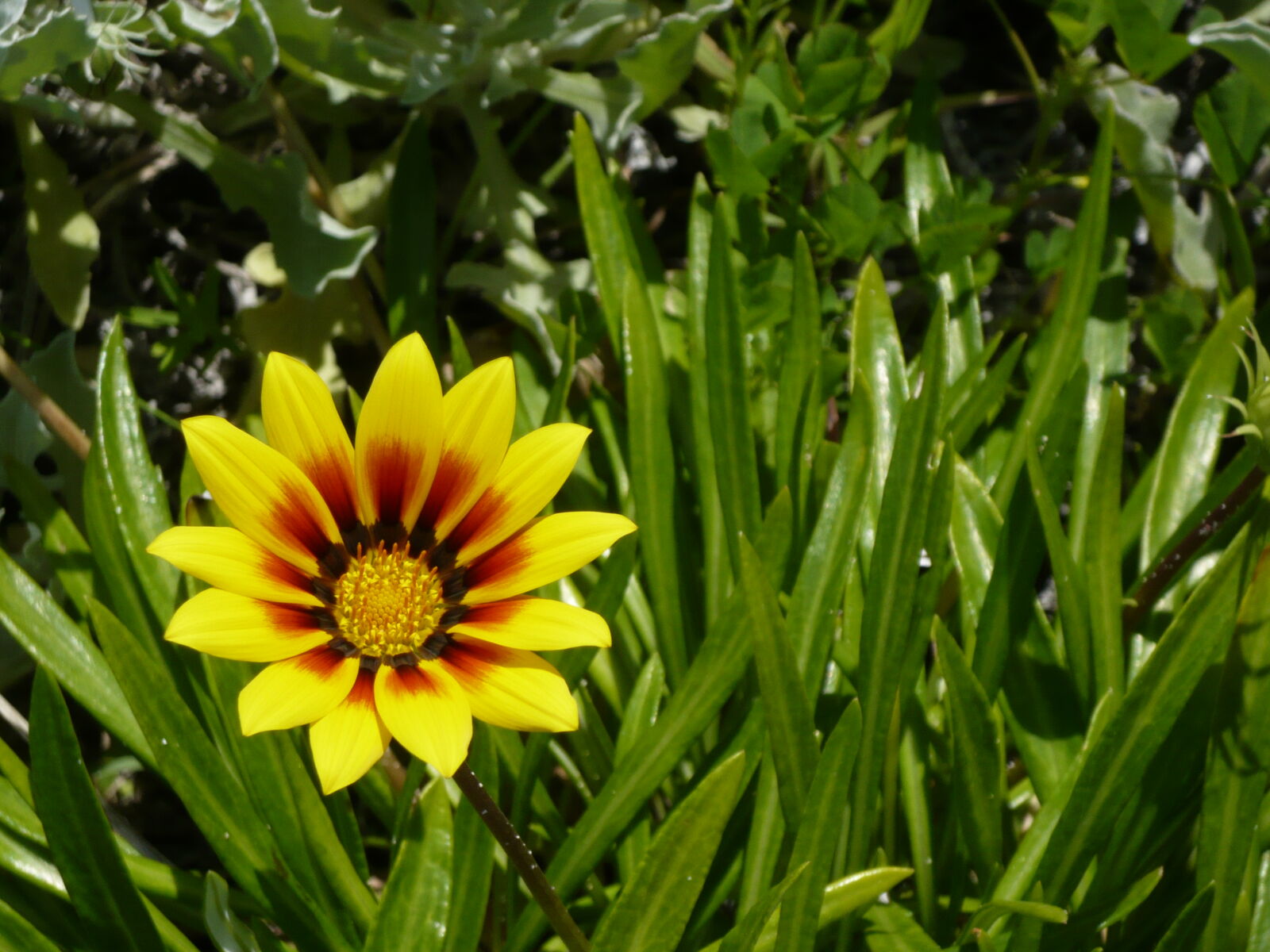 Panasonic DMC-FX30 sample photo. Flower, yellow photography