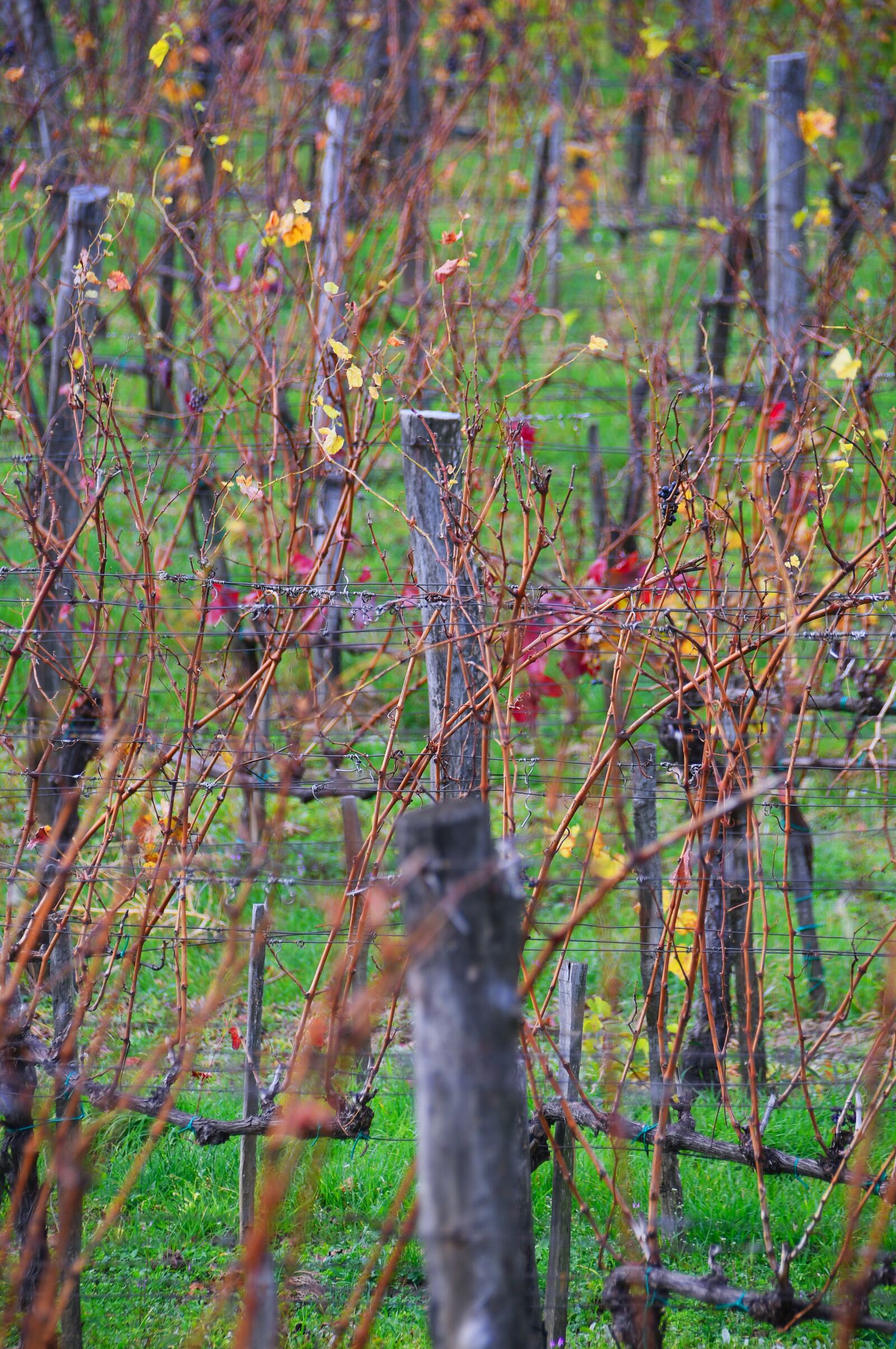 Nikon D3200 sample photo. Autumn, autumn landscape, autumn photography
