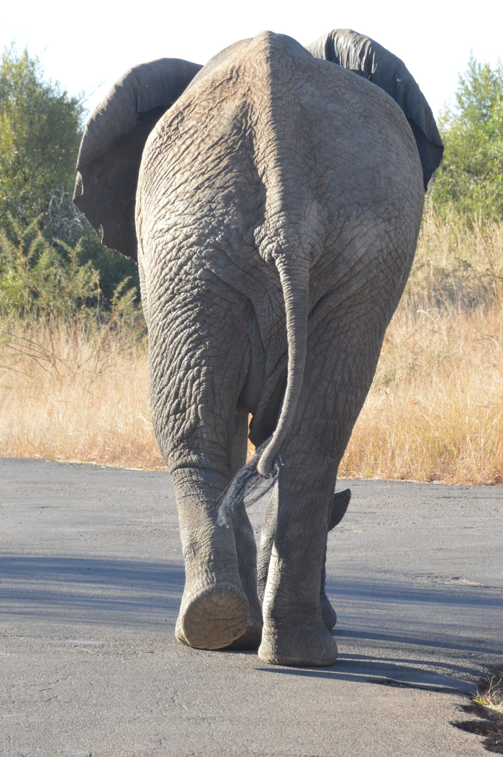 Nikon D3200 sample photo. Elephant, wild, africa photography