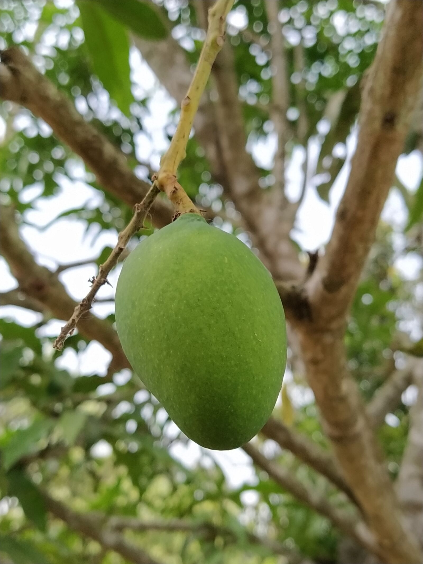 Xiaomi Mi A3 sample photo. Mango, fruits, green mango photography