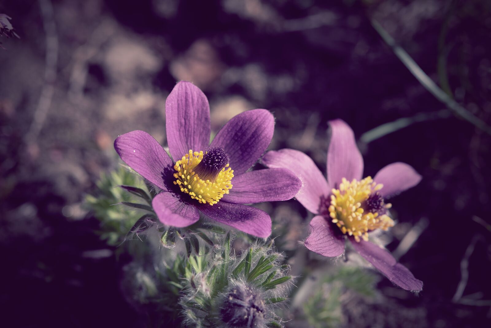 Nikon D750 sample photo. Flowers, garden, nature photography