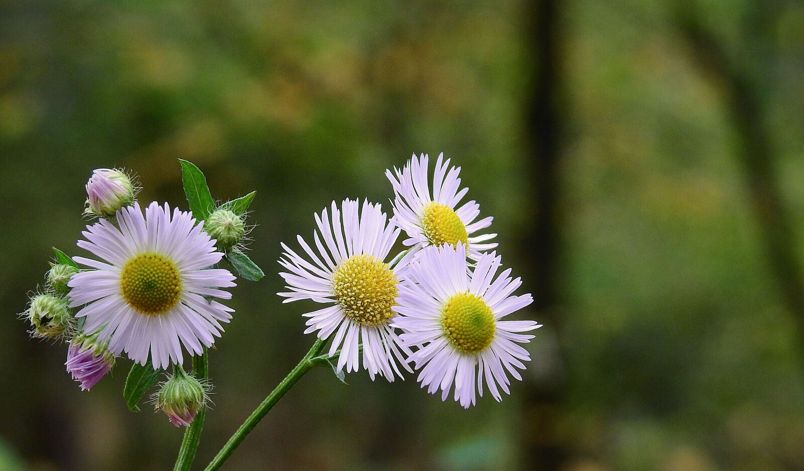Nikon Coolpix P900 sample photo. Flowers, beauty, nature photography