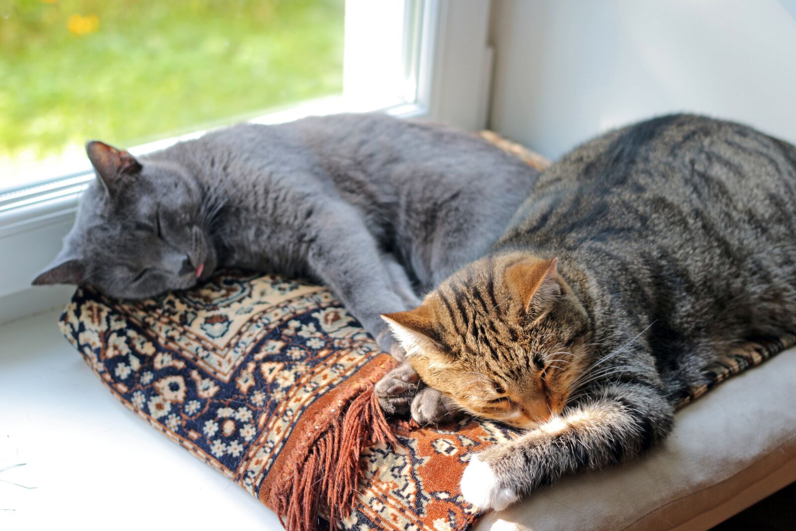Canon EOS 100D (EOS Rebel SL1 / EOS Kiss X7) + Canon EF 40mm F2.8 STM sample photo. Cats, sleep, dream photography