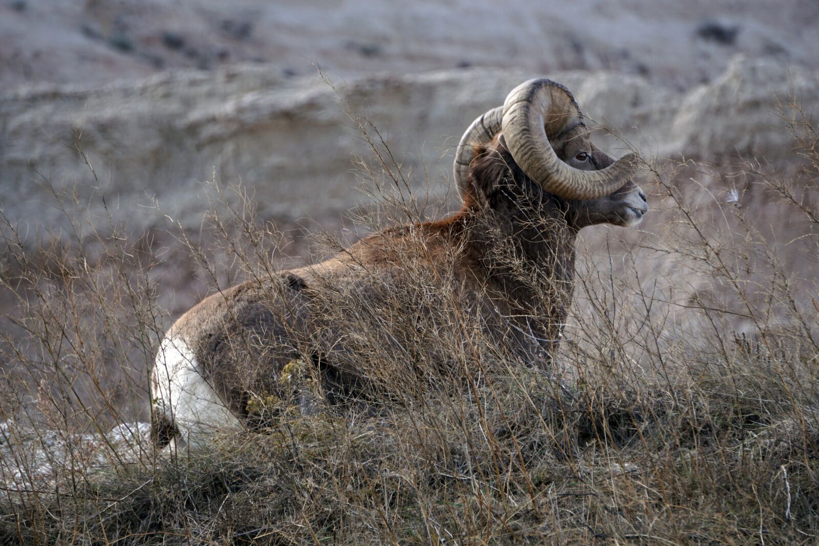 Sony E 55-210mm F4.5-6.3 OSS sample photo. Badlands, south dakota, ram photography