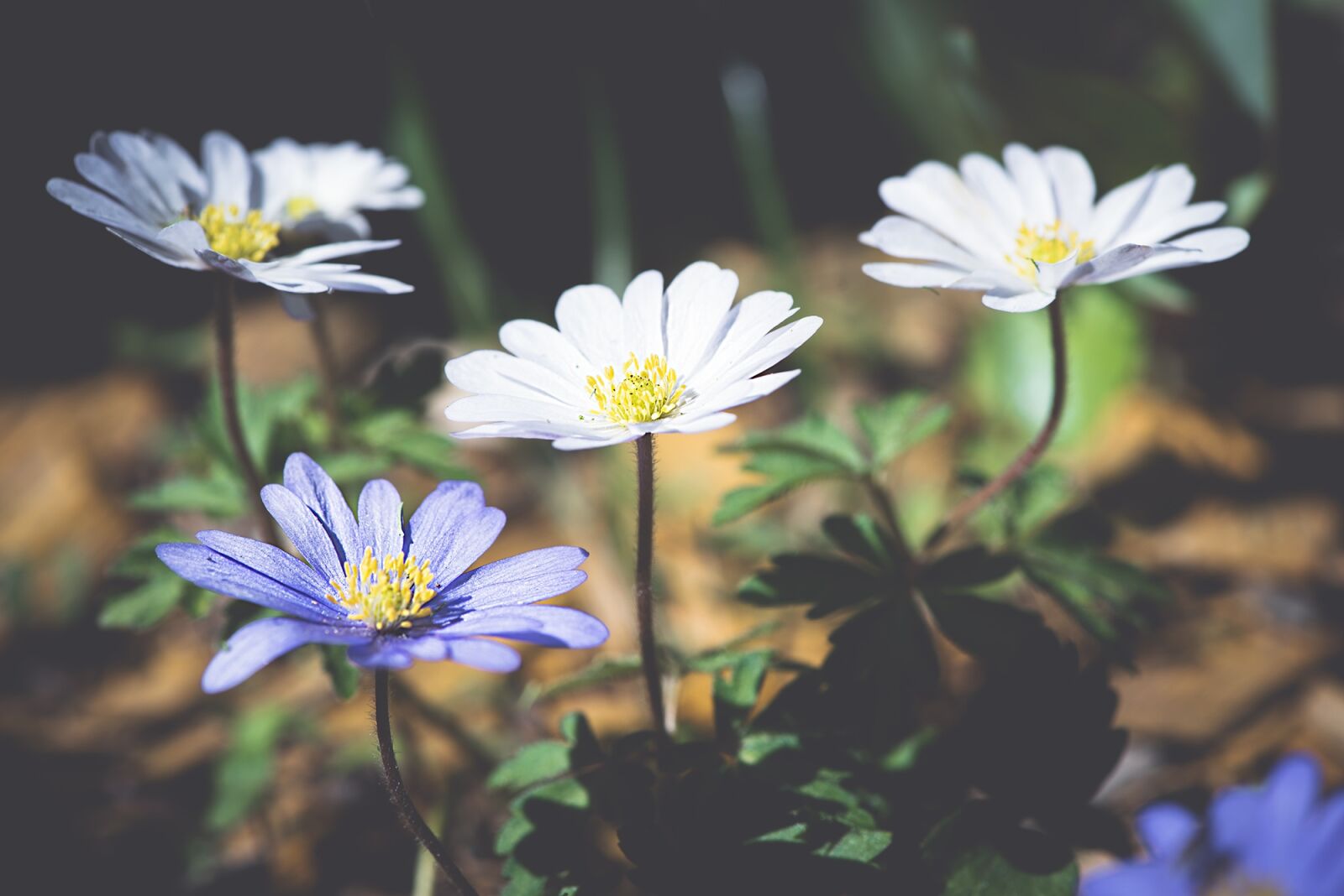 Nikon D750 sample photo. Anemone, balkan anemone, forest photography