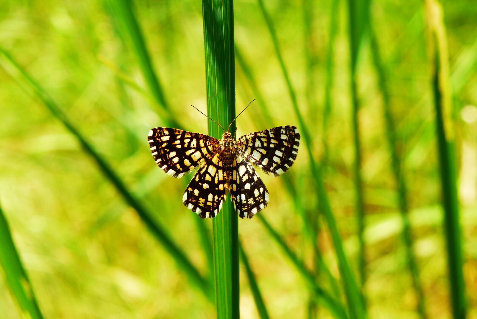 Panasonic Lumix DMC-FZ200 sample photo. Animals, invertebrates, insect photography