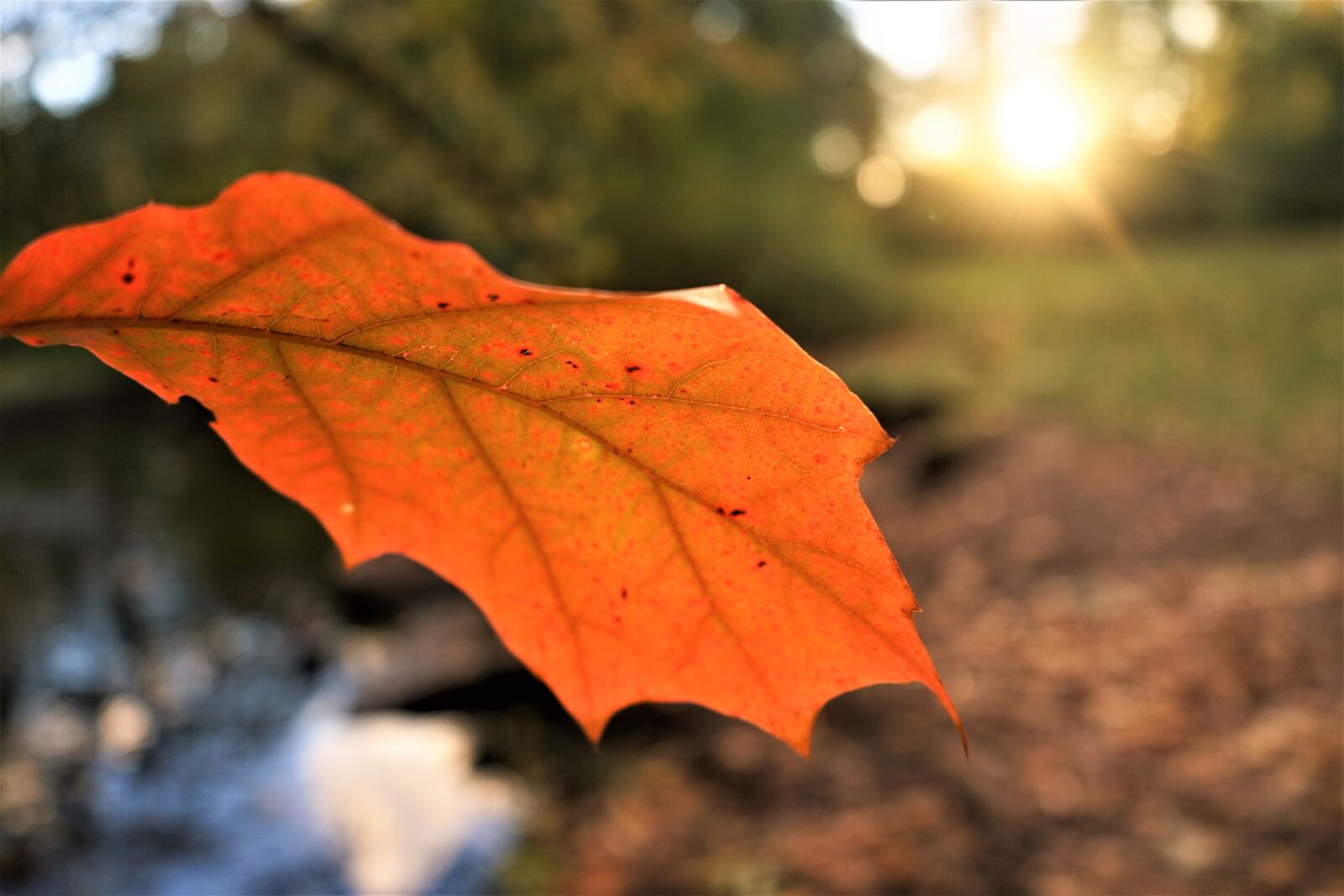Sony a7 + Sony FE 28-70mm F3.5-5.6 OSS sample photo. Case, autumn, nature photography
