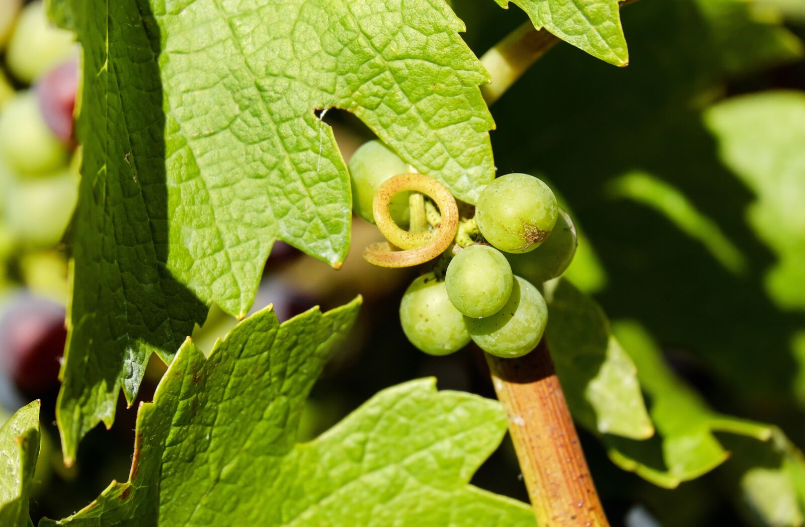 Fujifilm X-T10 + Fujifilm XC 50-230mm F4.5-6.7 OIS sample photo. Grapes, fruit, green grapes photography