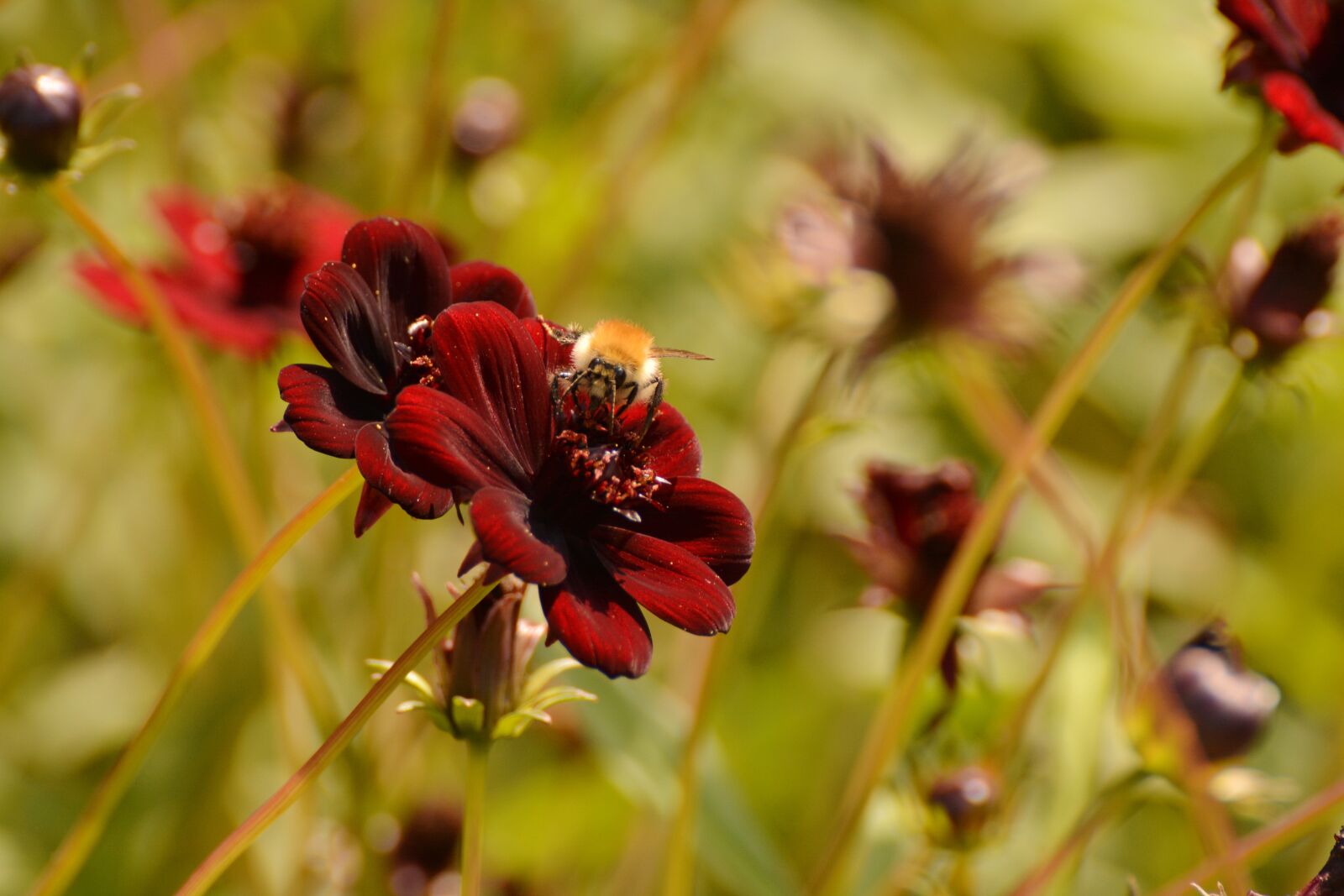 Nikon D5200 sample photo. Simple dahlia, red flower photography