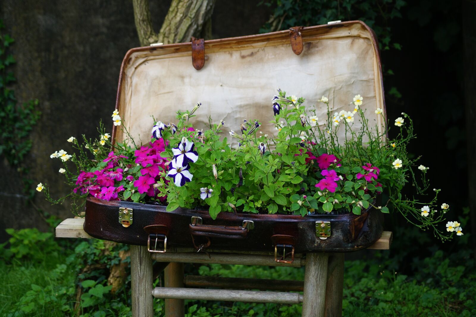 Sony SLT-A58 + Sony DT 55-200mm F4-5.6 SAM sample photo. Luggage, plant, bed photography