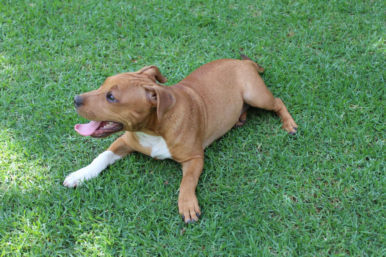 Canon EOS 650D (EOS Rebel T4i / EOS Kiss X6i) sample photo. Puppy, dog, cute photography