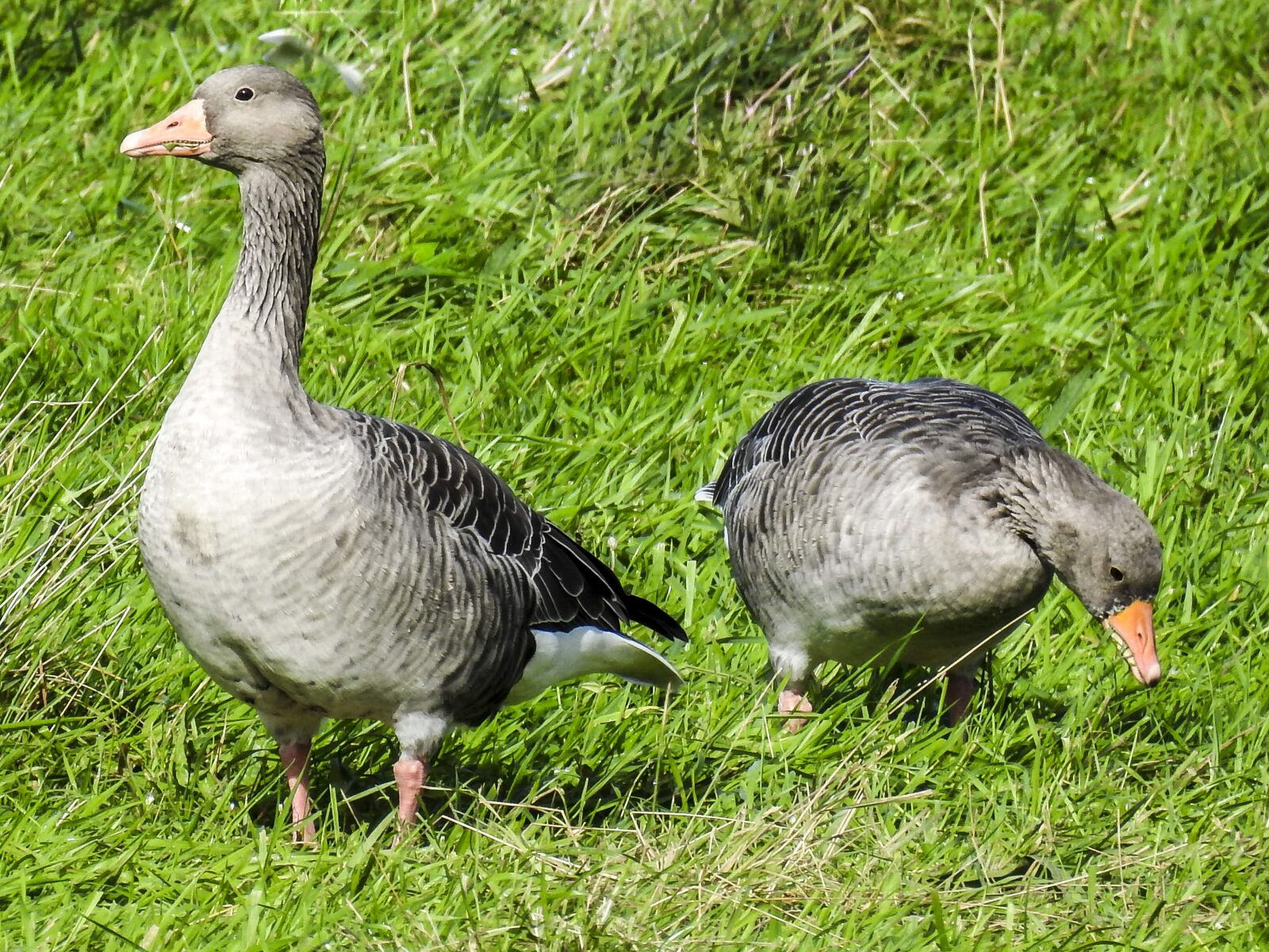 Nikon Coolpix P900 sample photo. Greylag goose, goose, water photography