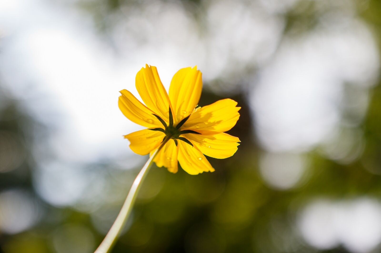 Canon EOS 750D (EOS Rebel T6i / EOS Kiss X8i) sample photo. Yellow, single, freshness photography