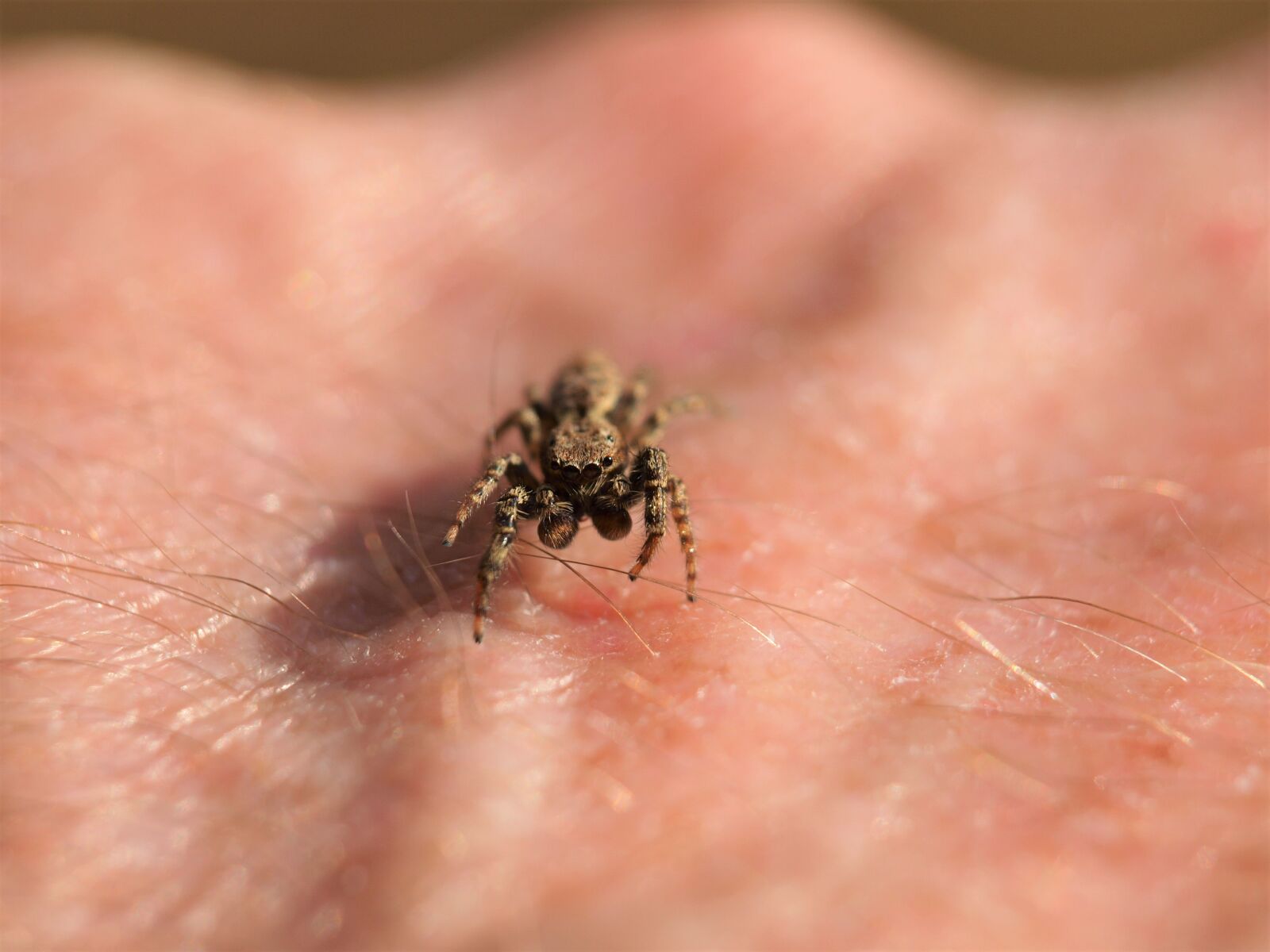 Olympus E-420 (EVOLT E-420) sample photo. Jumping spider, spider, insect photography